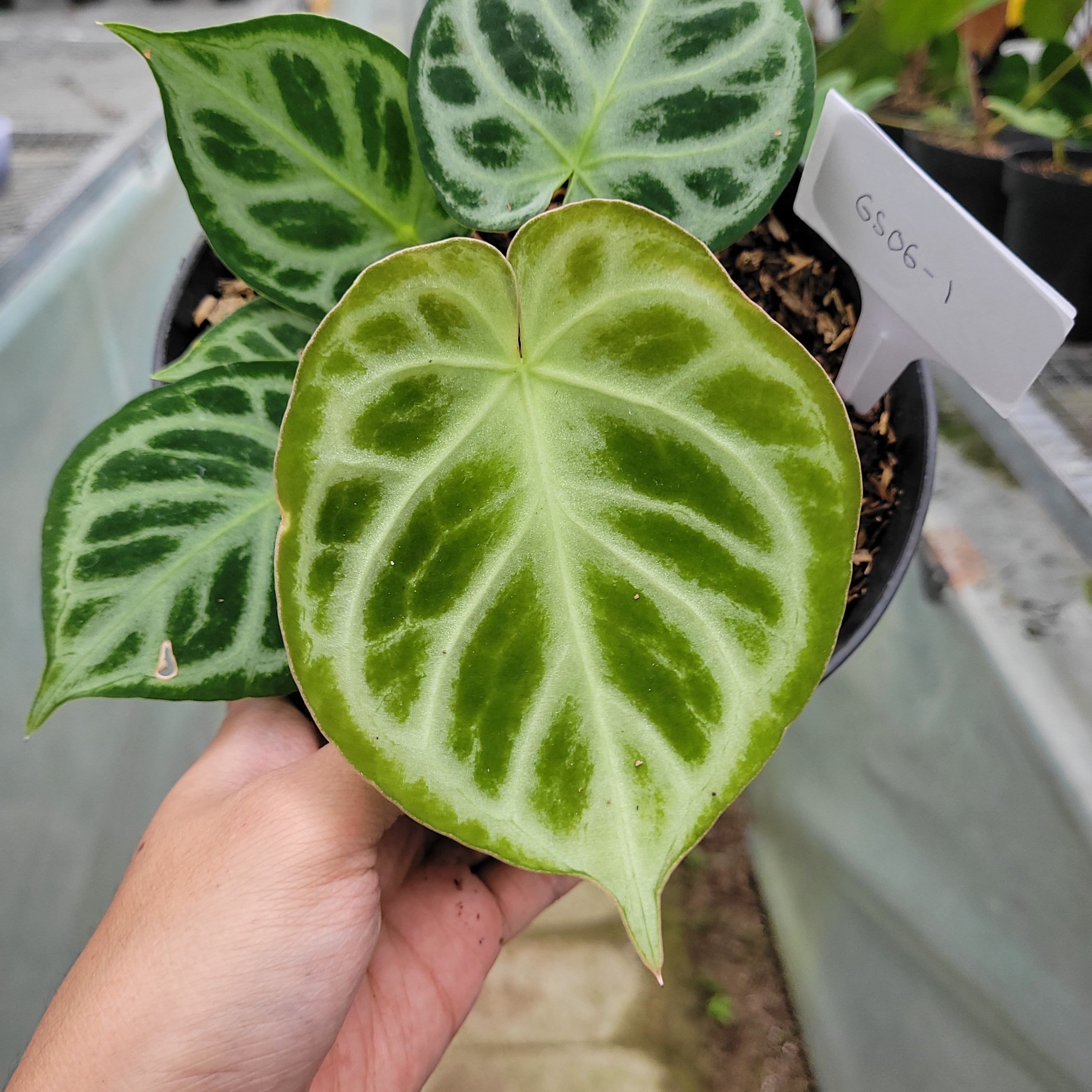 RP006-1	Anthurium dorayaki silver