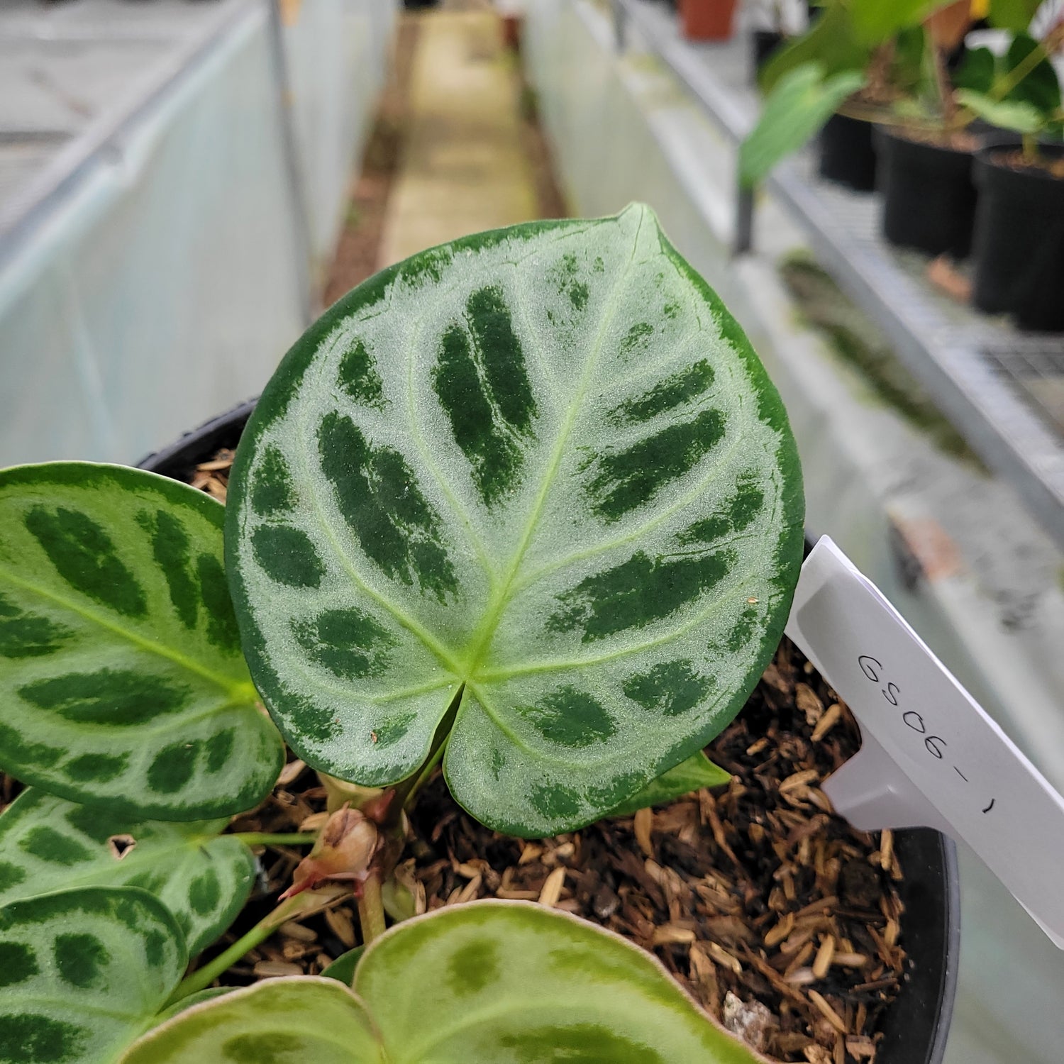 RP006-1	Anthurium dorayaki silver