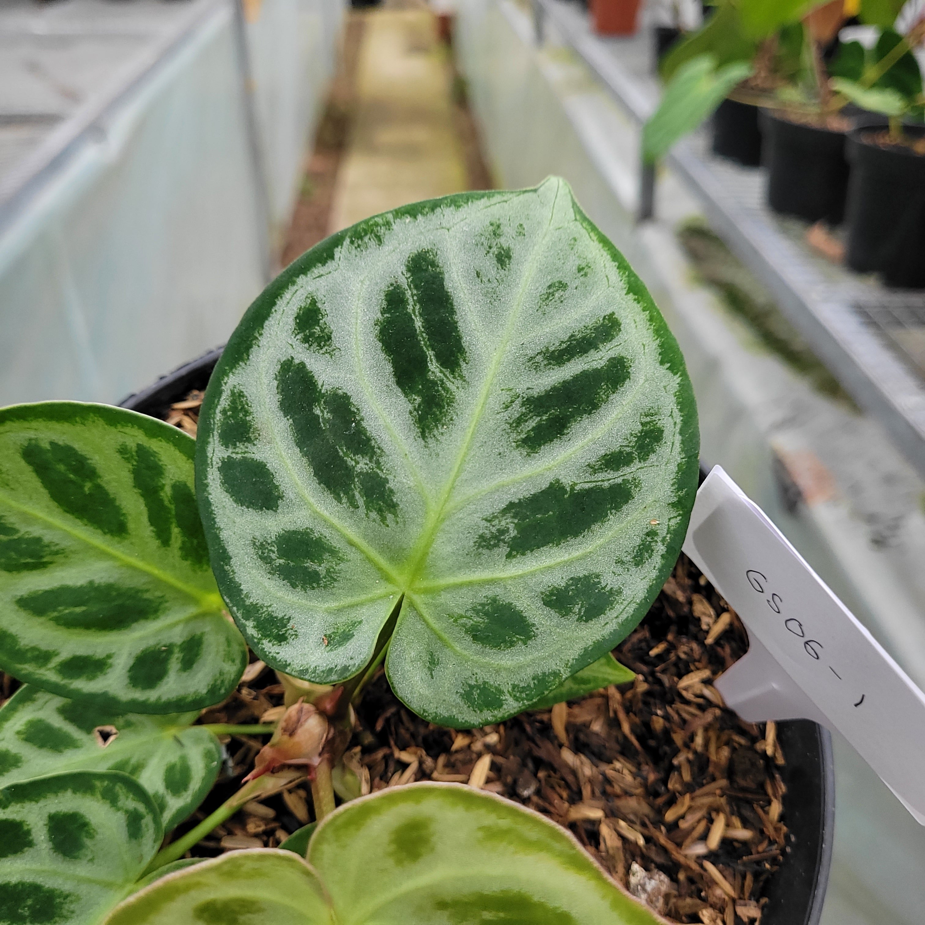 RP006-1	Anthurium dorayaki silver