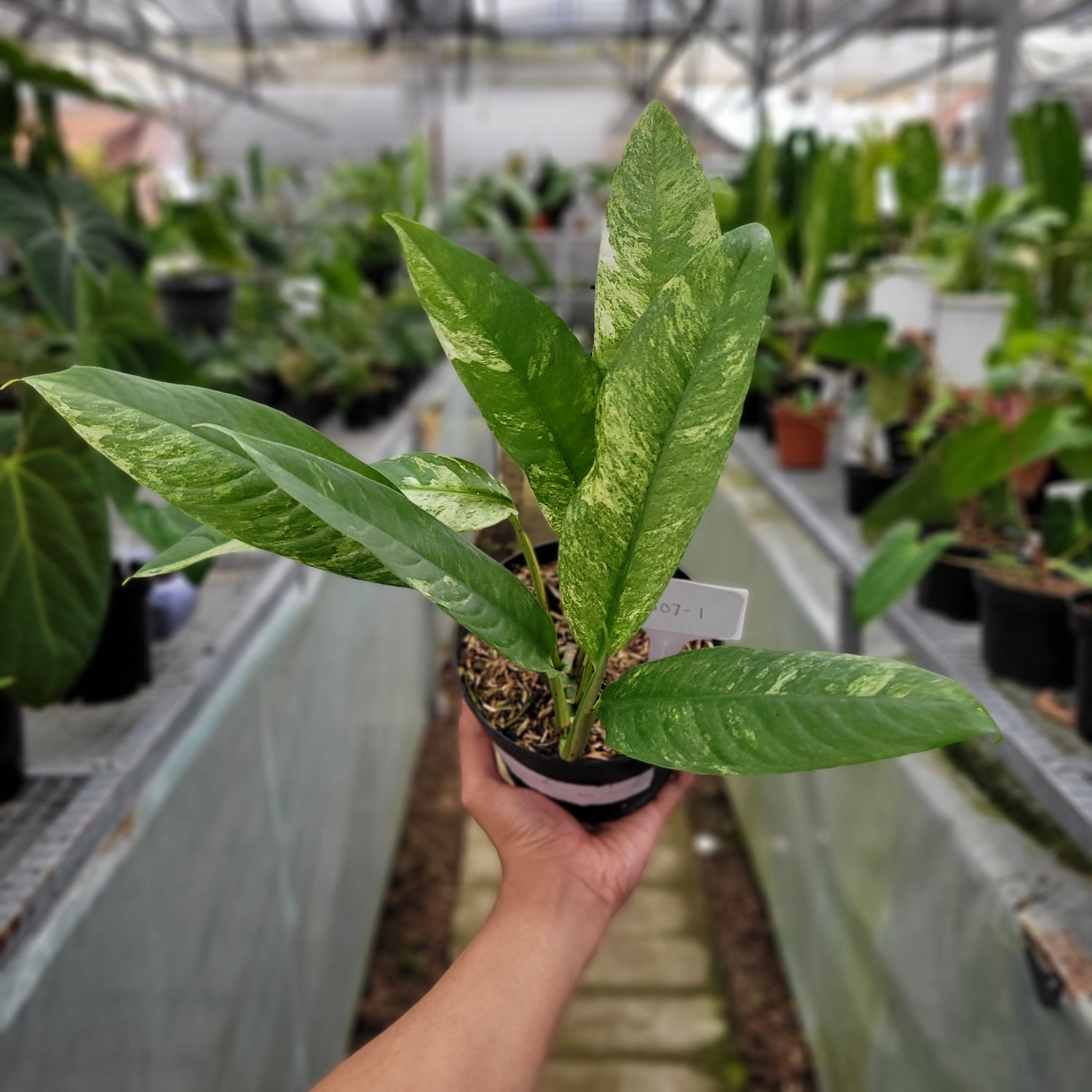 anthurium levis Rhaphidophora Megasperma Gorilan Variegated – Greenspaces.id