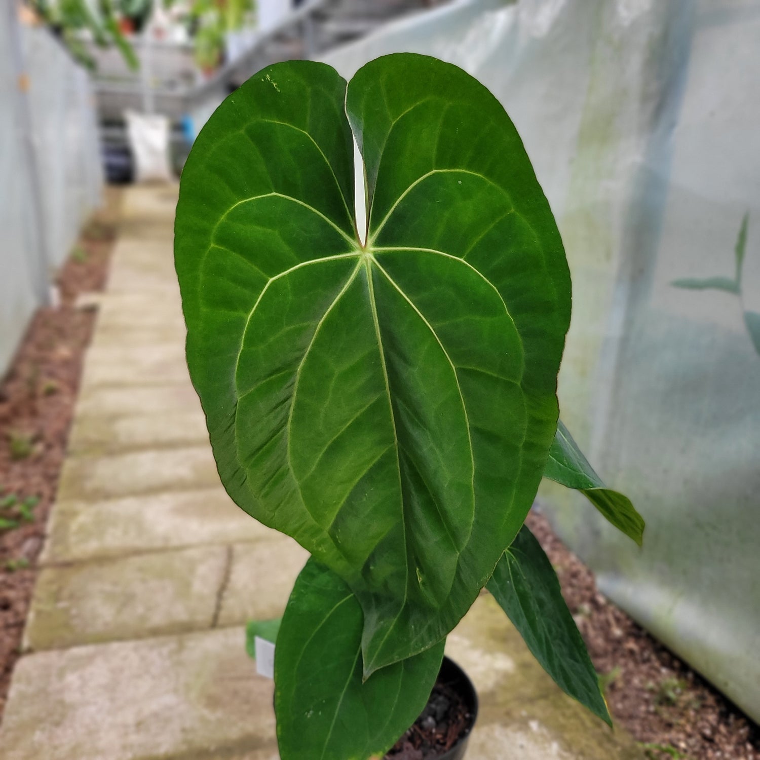 RP008-1	Anthurium Crystallinum x Dark Phoenix