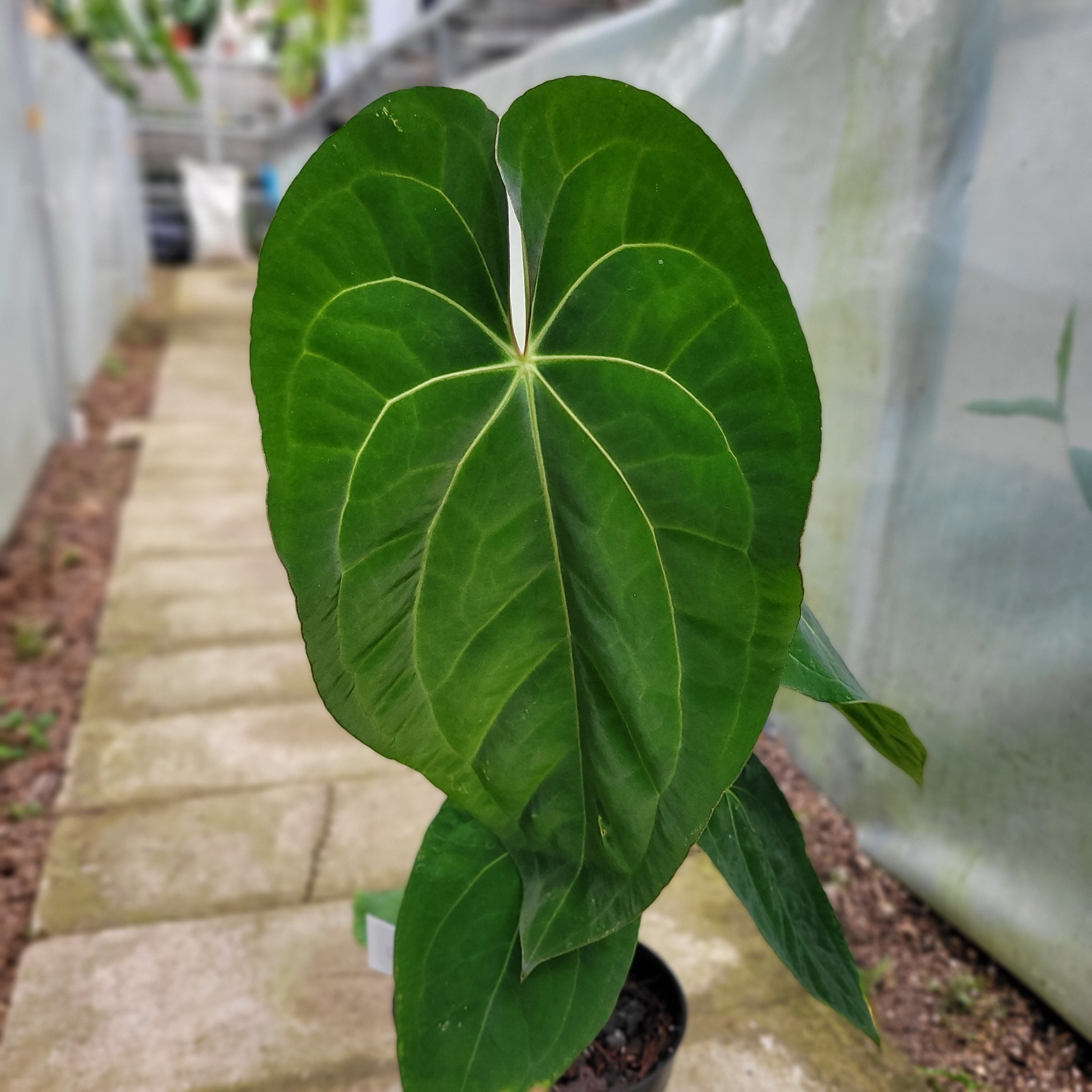 RP008-1	Anthurium Crystallinum x Dark Phoenix