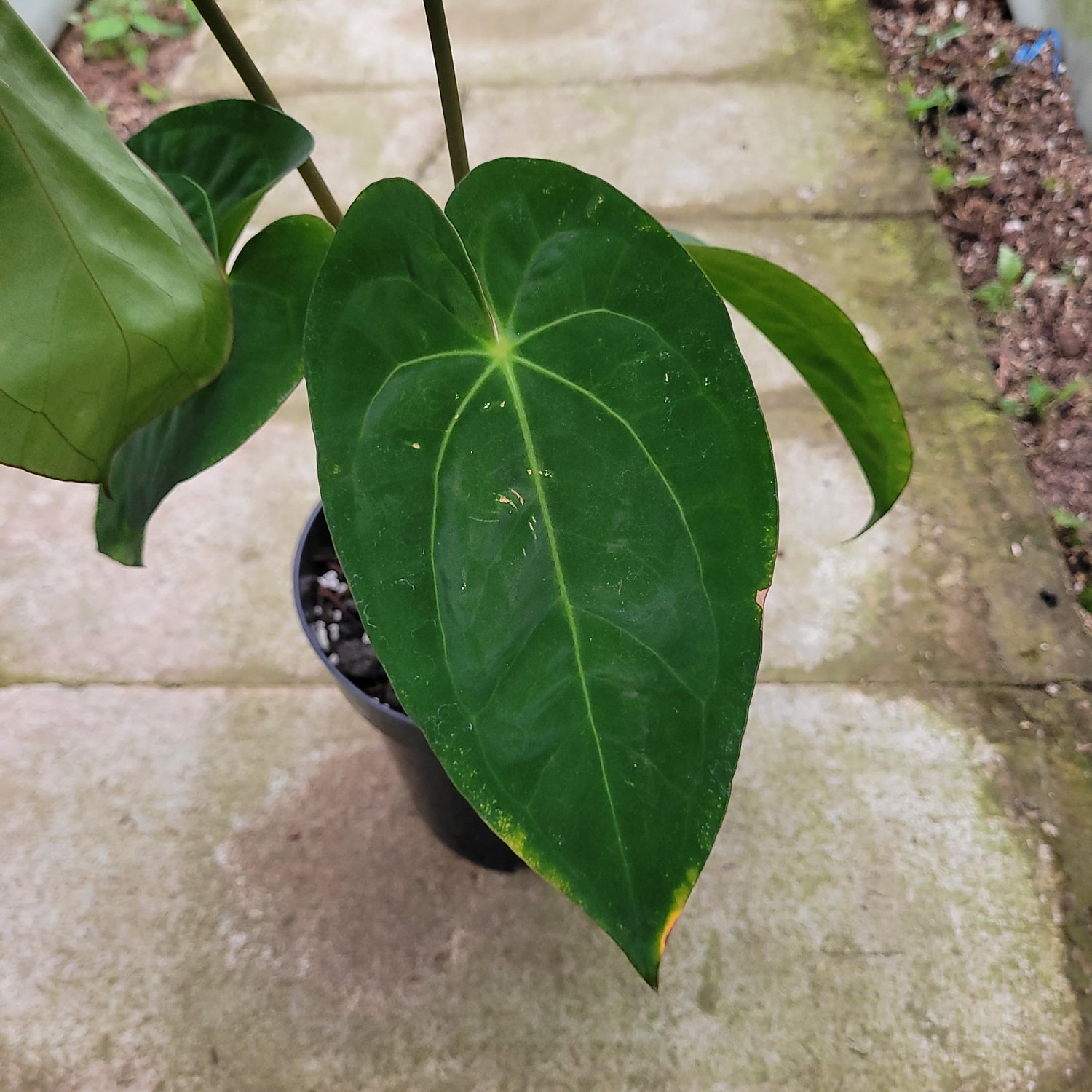 RP008-1	Anthurium Crystallinum x Dark Phoenix