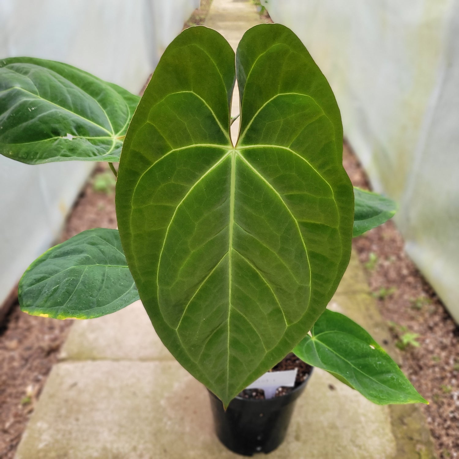 RP009-1	Anthurium Crystallinum x Dark Phoenix