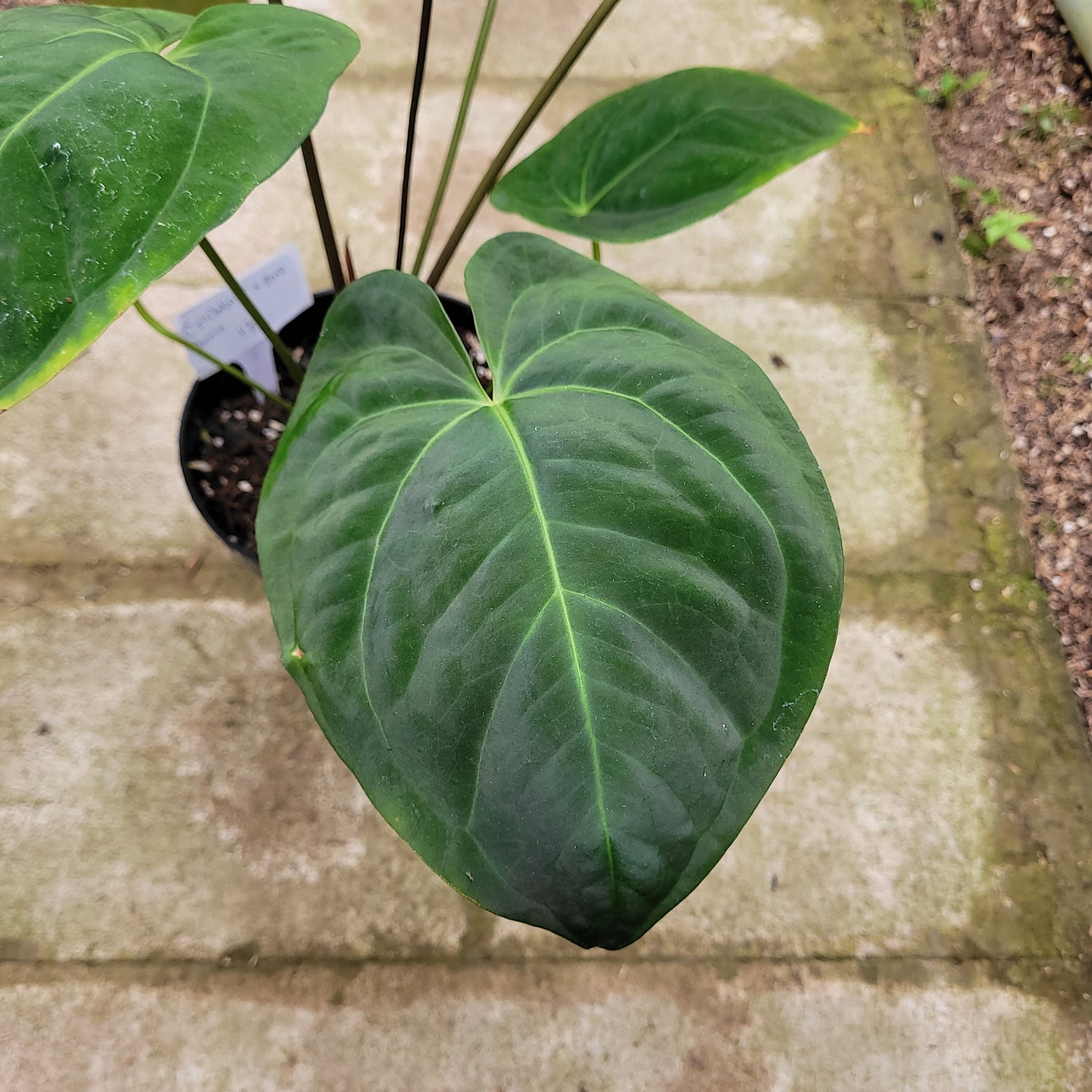 RP009-1	Anthurium Crystallinum x Dark Phoenix