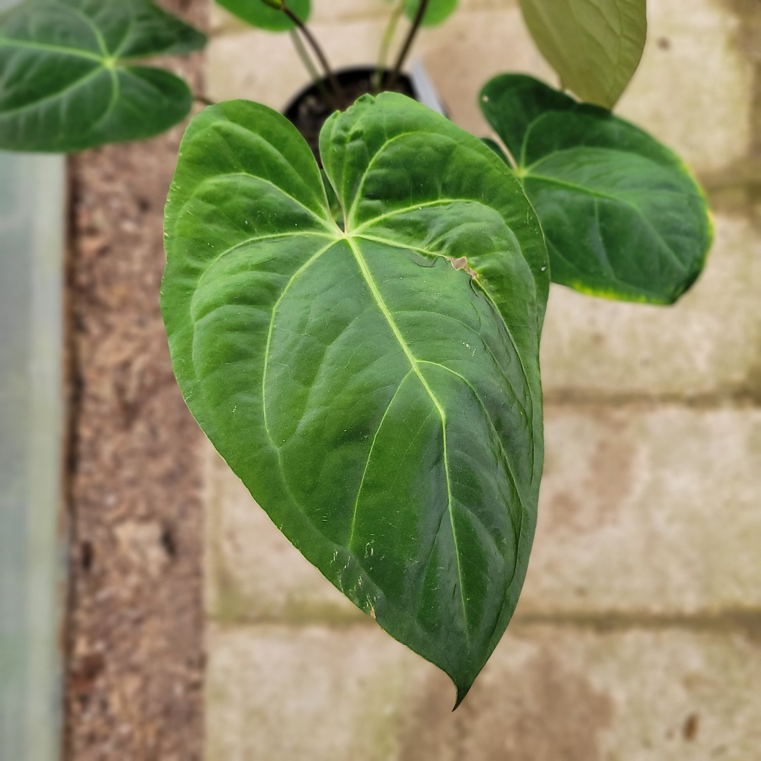 RP009-1	Anthurium Crystallinum x Dark Phoenix