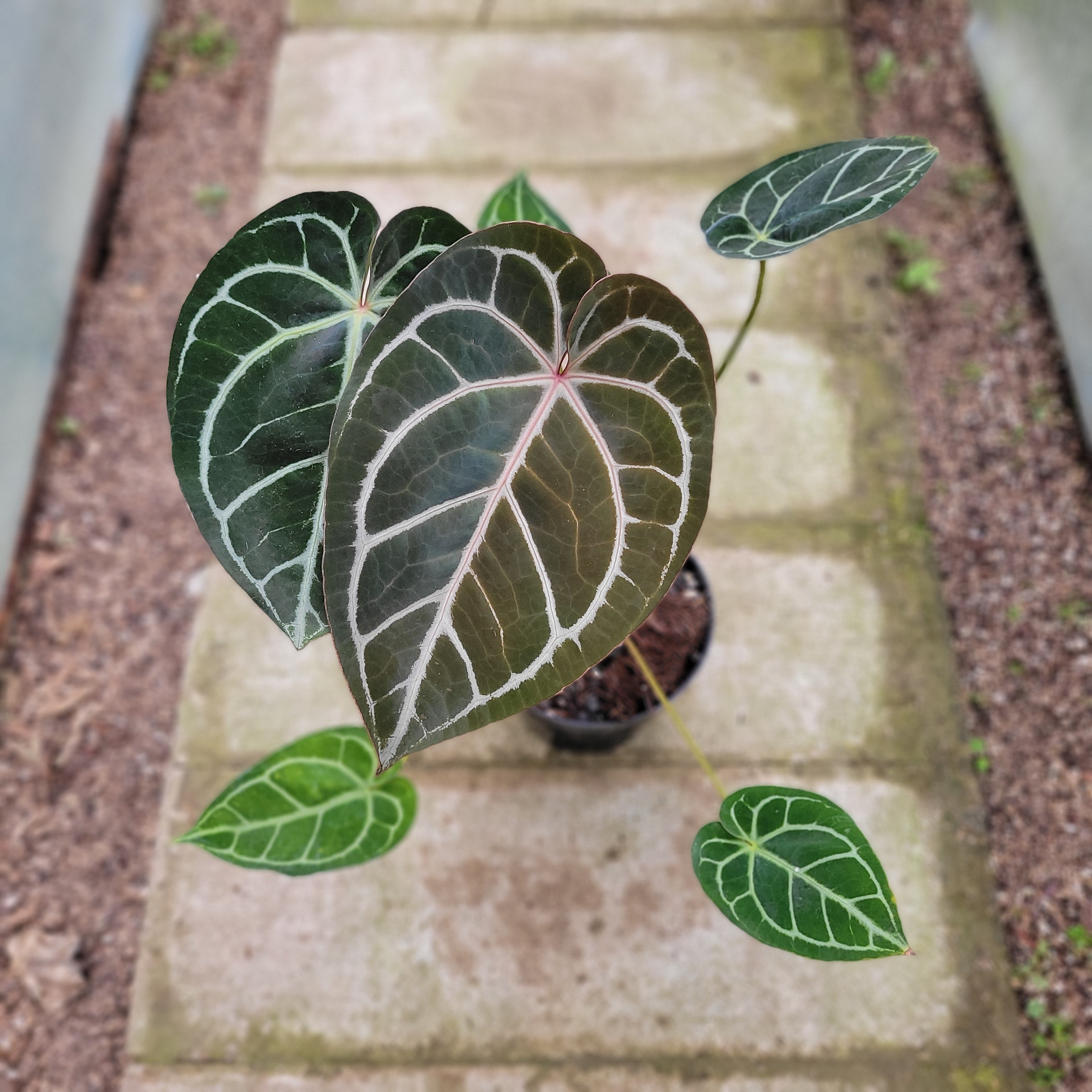 RP010-1	Anthurium Crystallinum x Clarinervium Hybrid