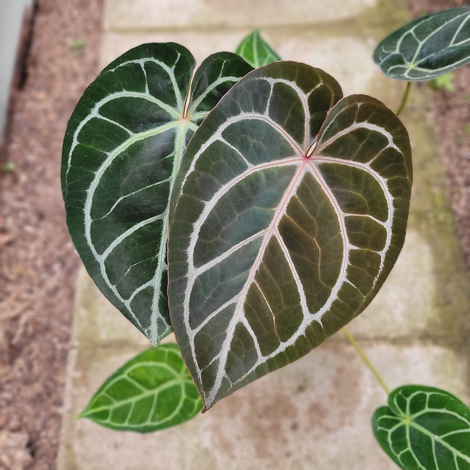 RP010-1	Anthurium Crystallinum x Clarinervium Hybrid