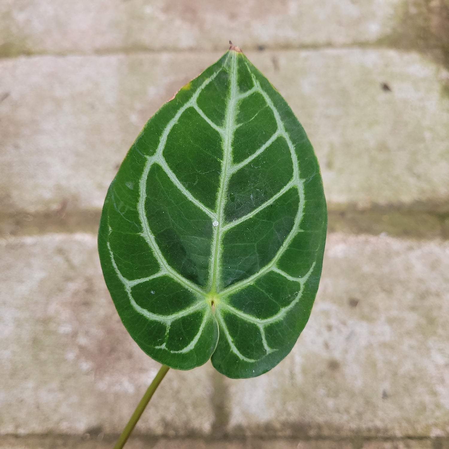 RP010-1	Anthurium Crystallinum x Clarinervium Hybrid