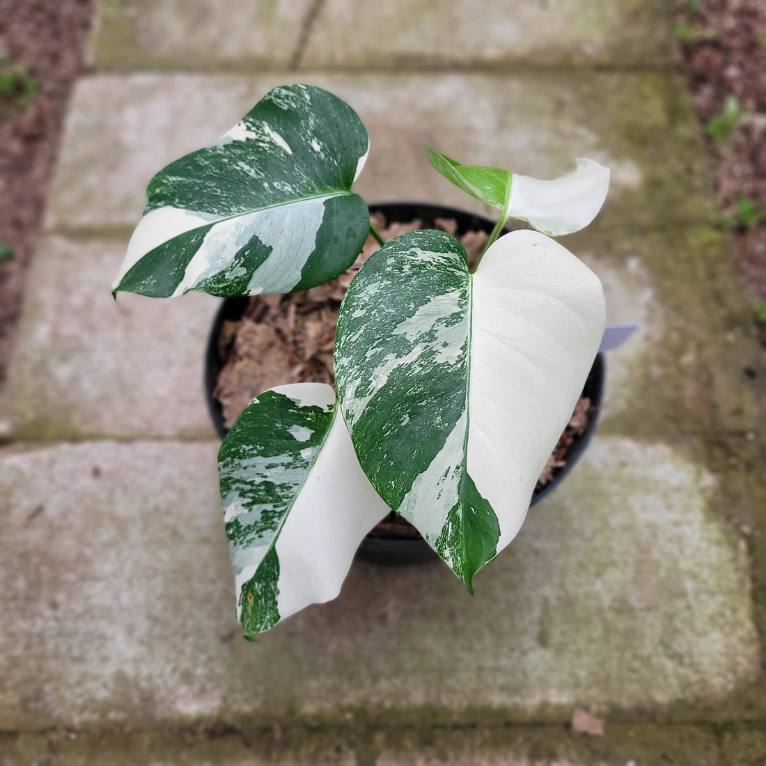 RP012-1	Monstera Albo Variegated