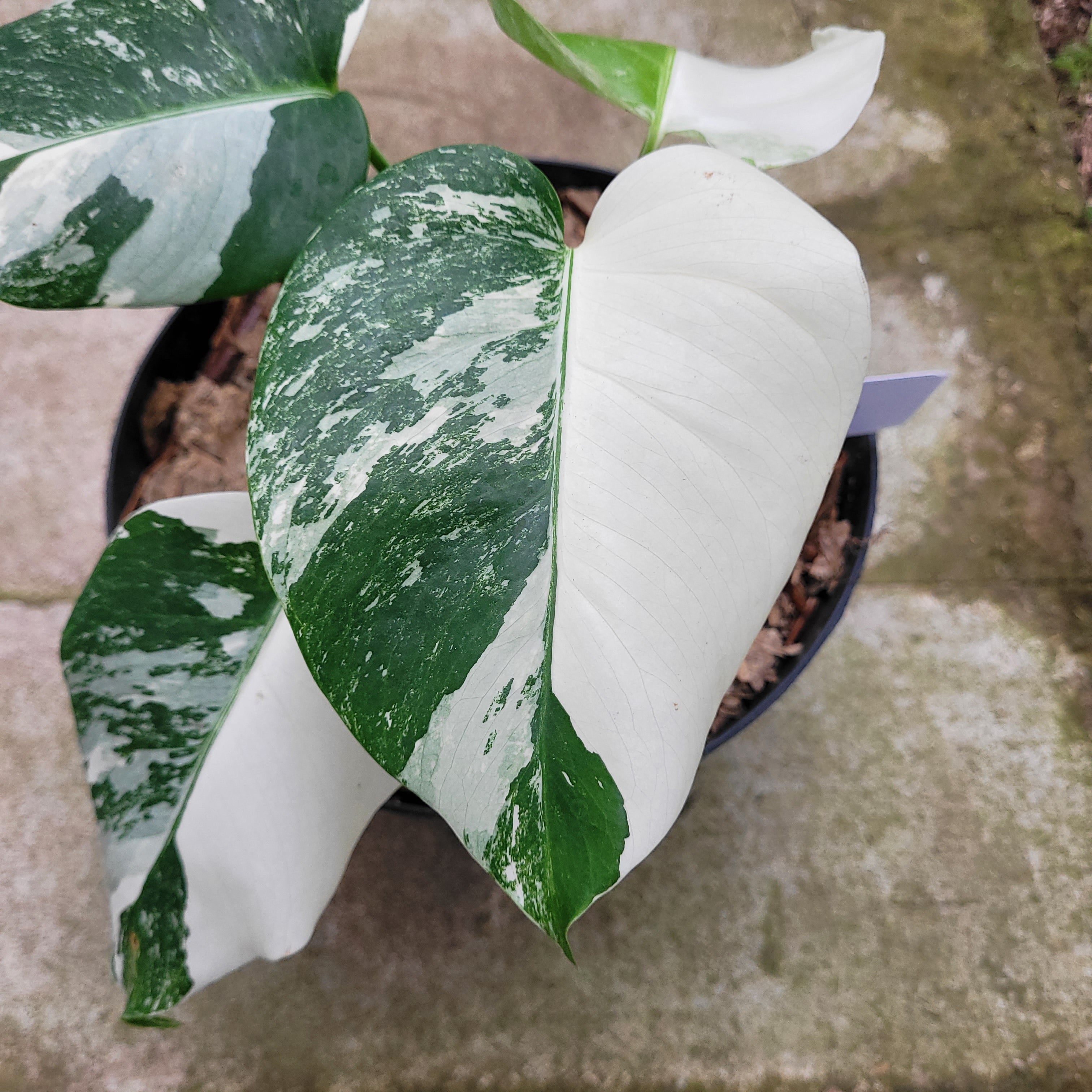 RP012-1	Monstera Albo Variegated