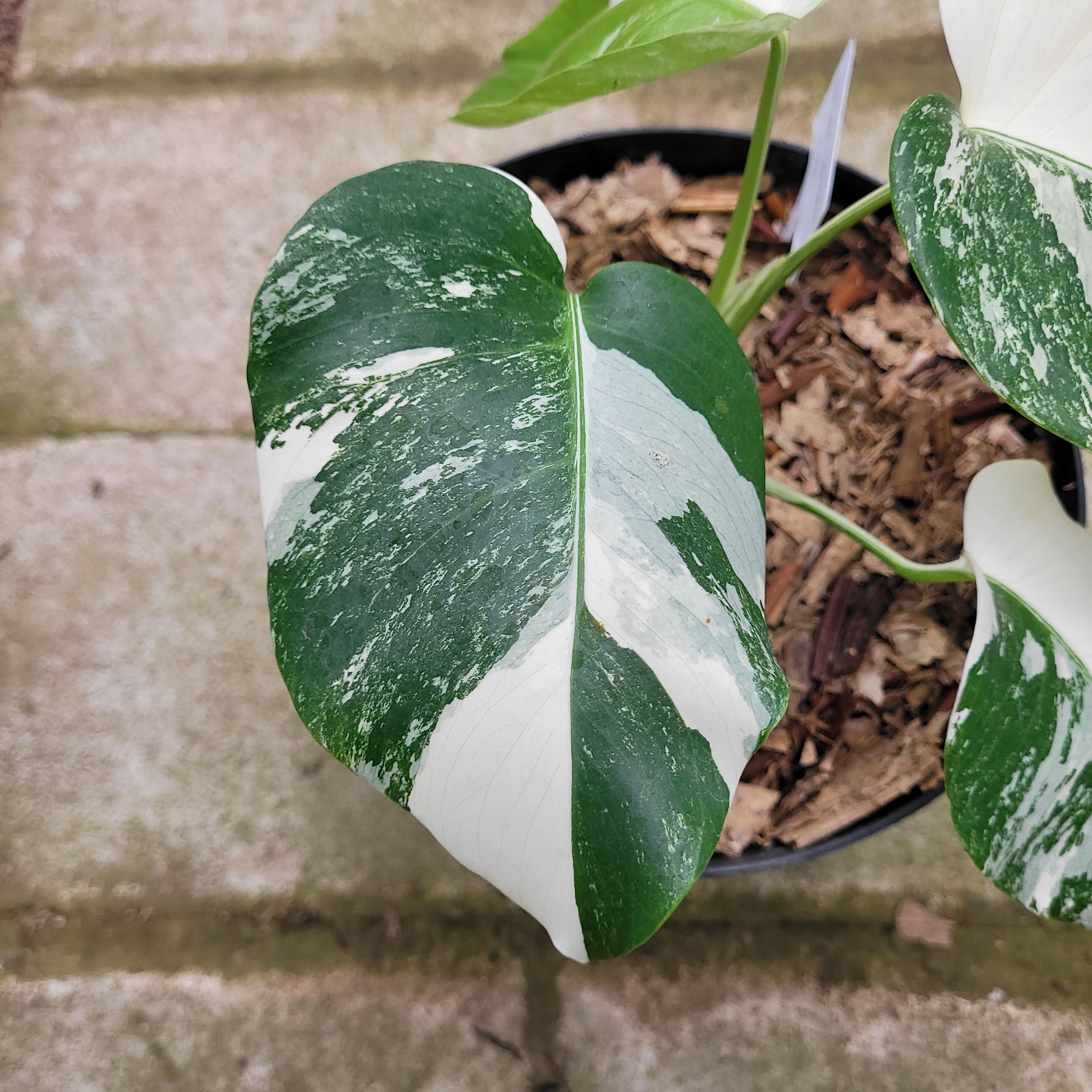 RP012-1	Monstera Albo Variegated