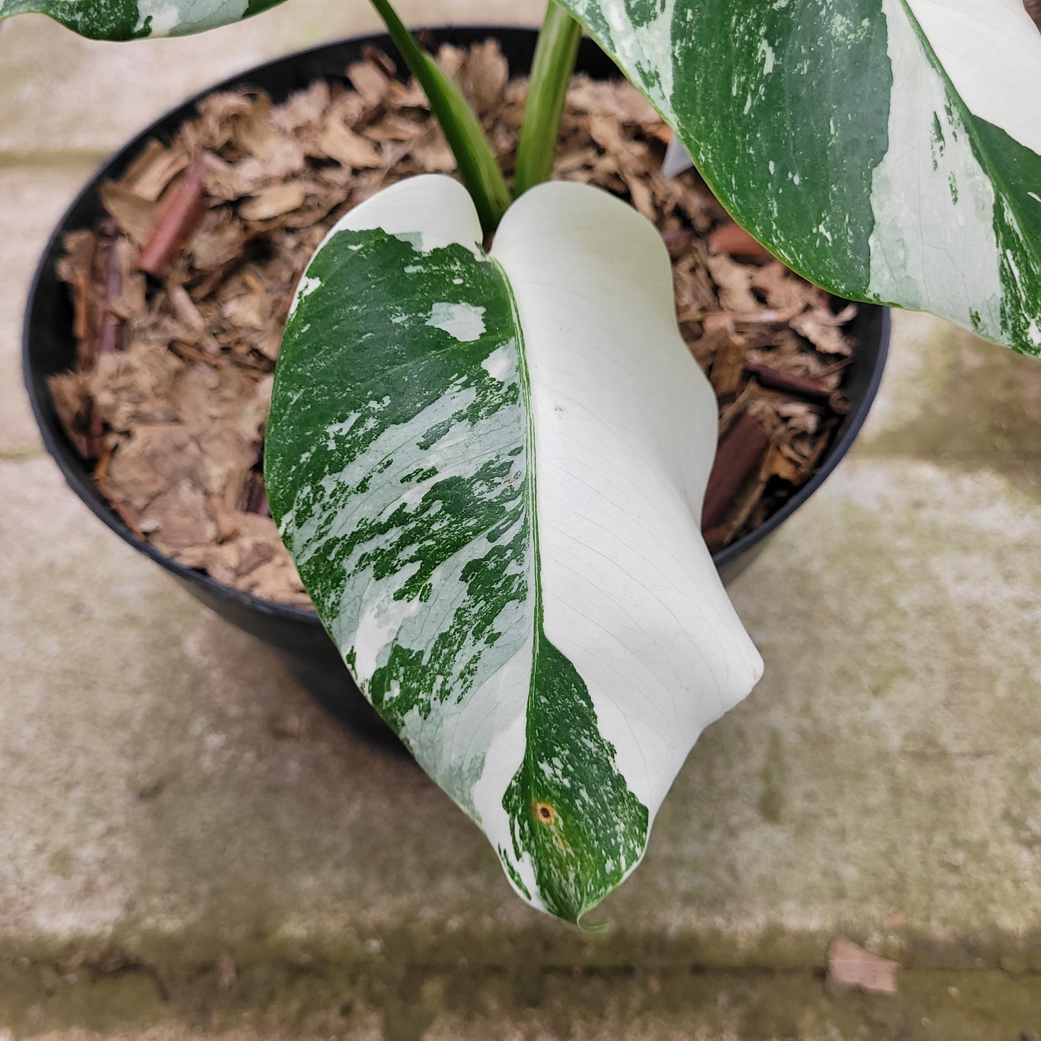 RP012-1	Monstera Albo Variegated