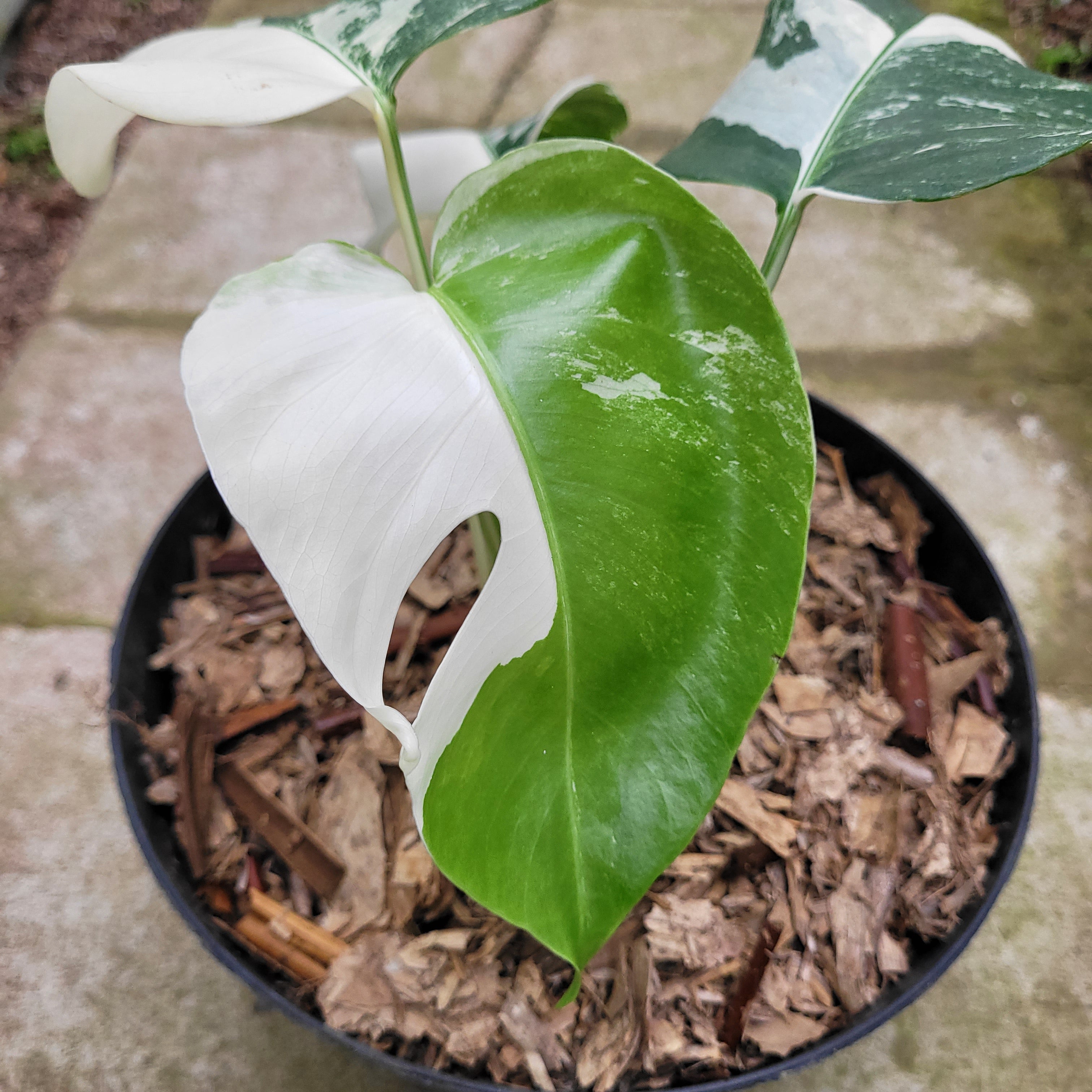 RP012-1	Monstera Albo Variegated