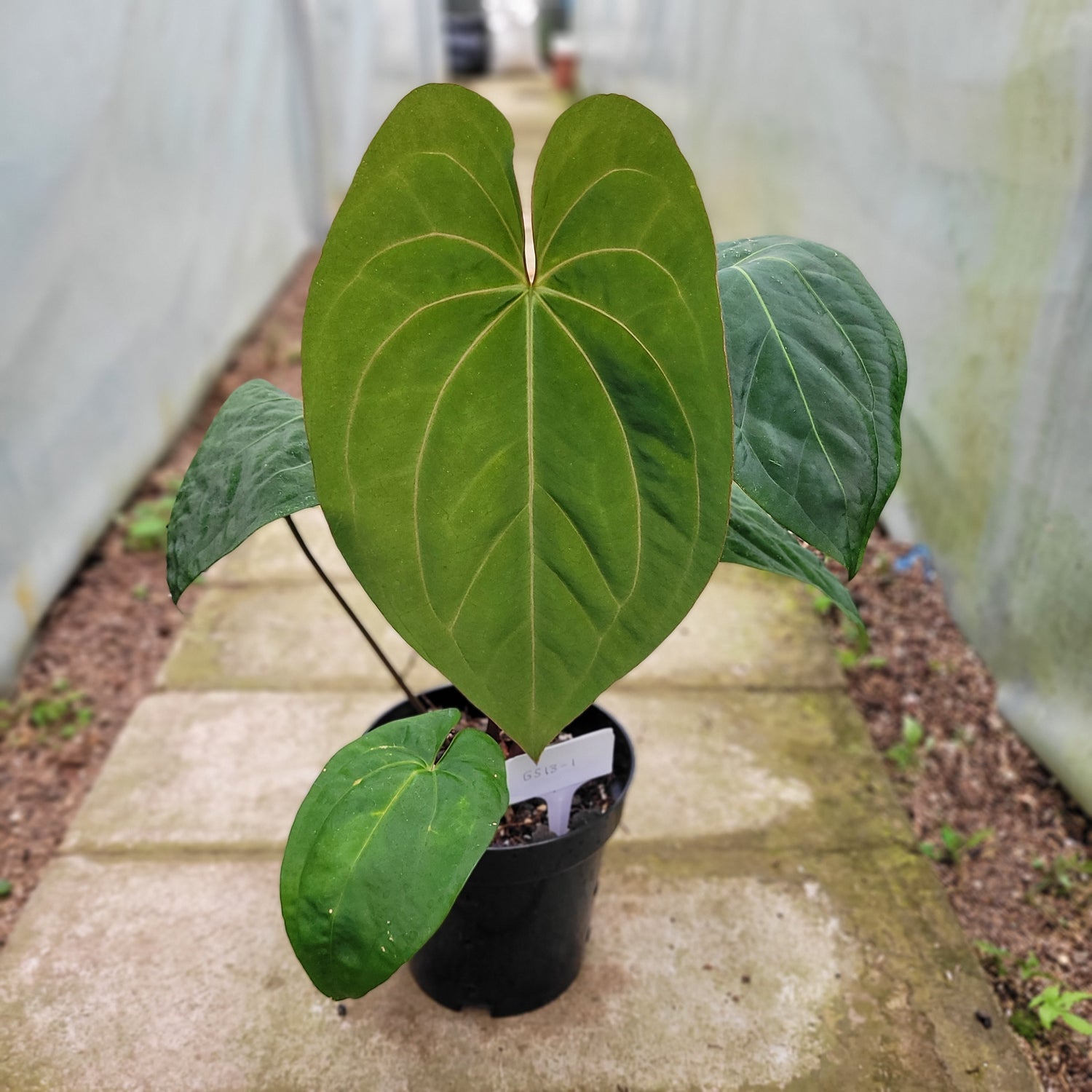 RP013-1	Anthurium Crystallinum x Dark Phoenix