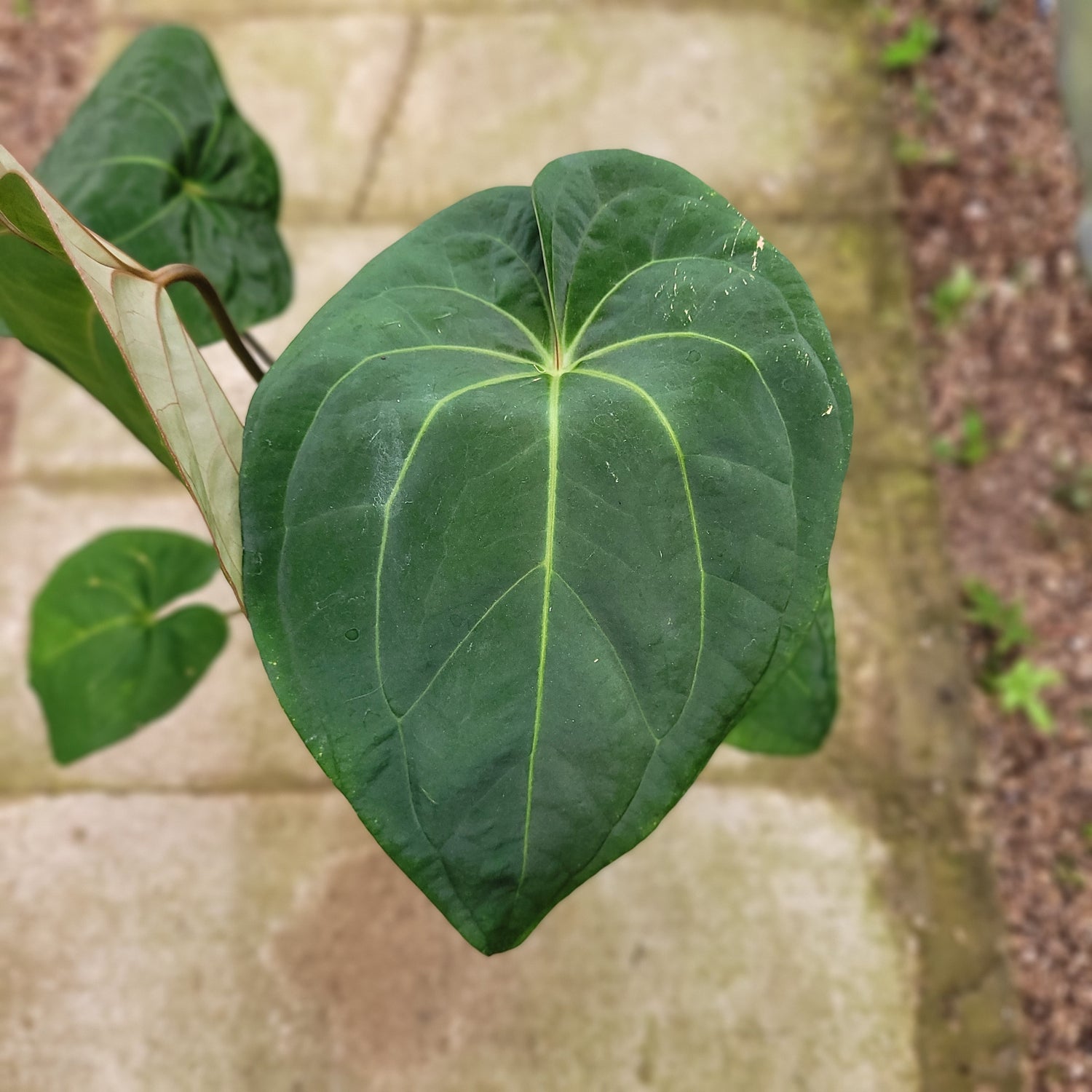 RP013-1	Anthurium Crystallinum x Dark Phoenix