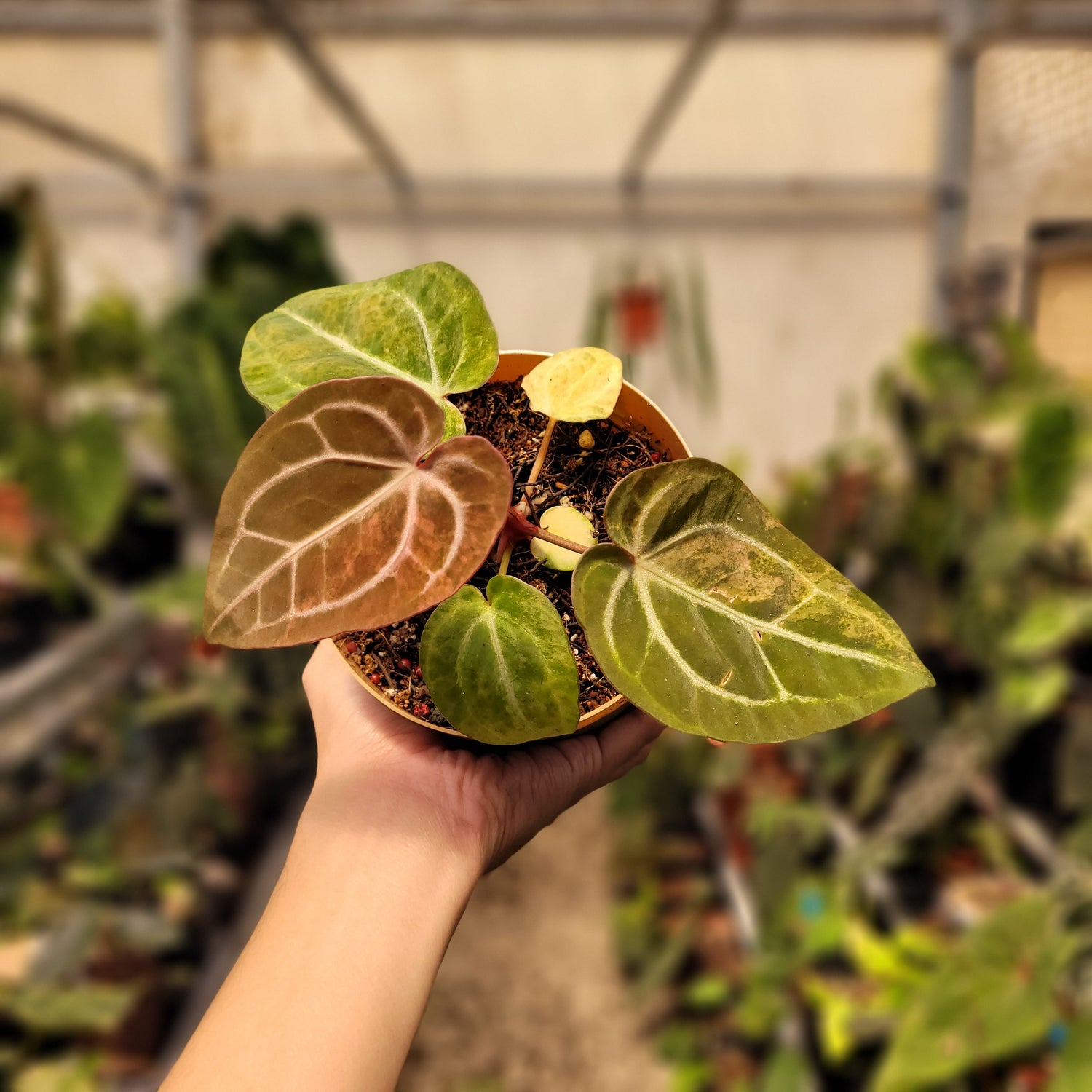 Anthurium Papilillaminum Pink x Michelle