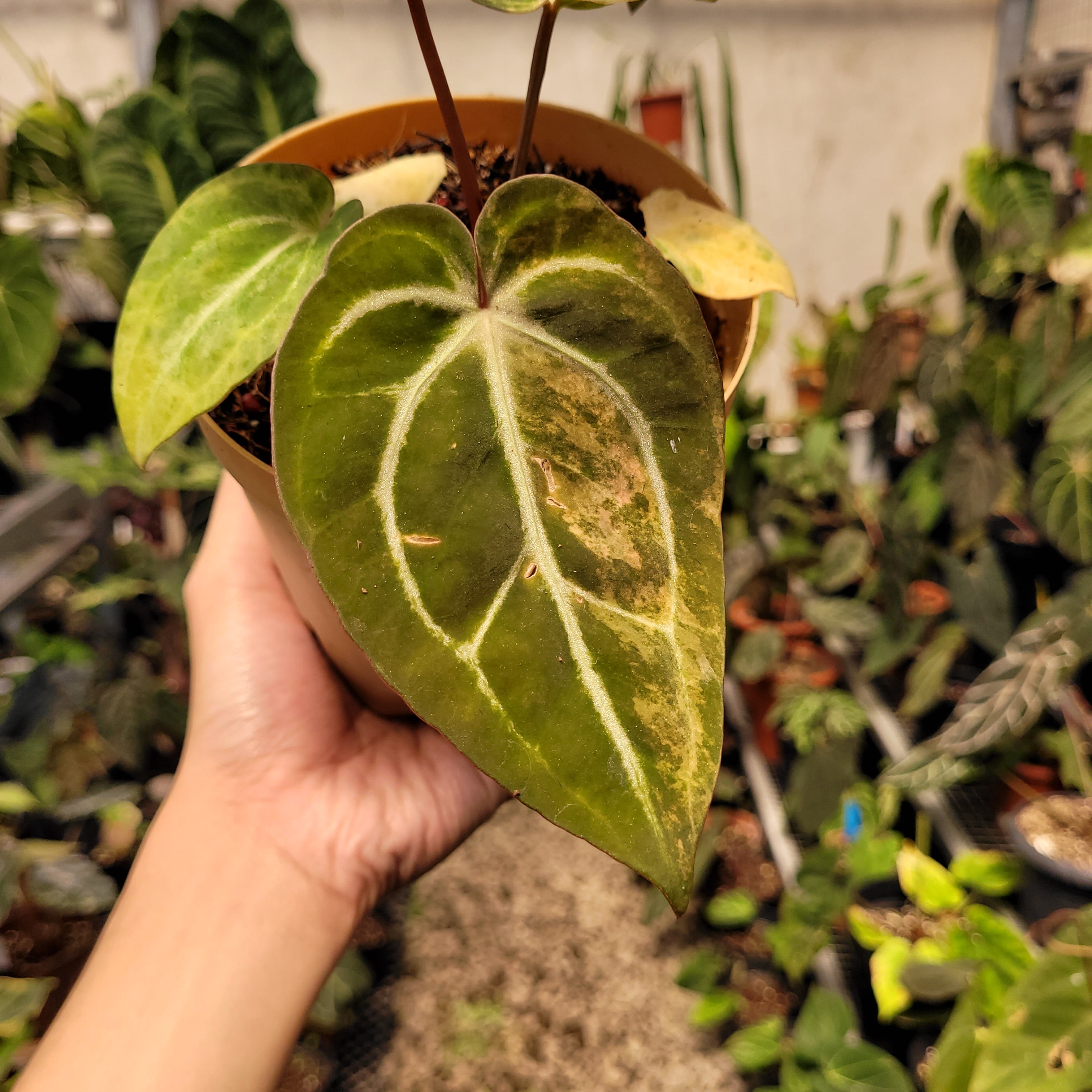 Anthurium Papilillaminum Pink x Michelle