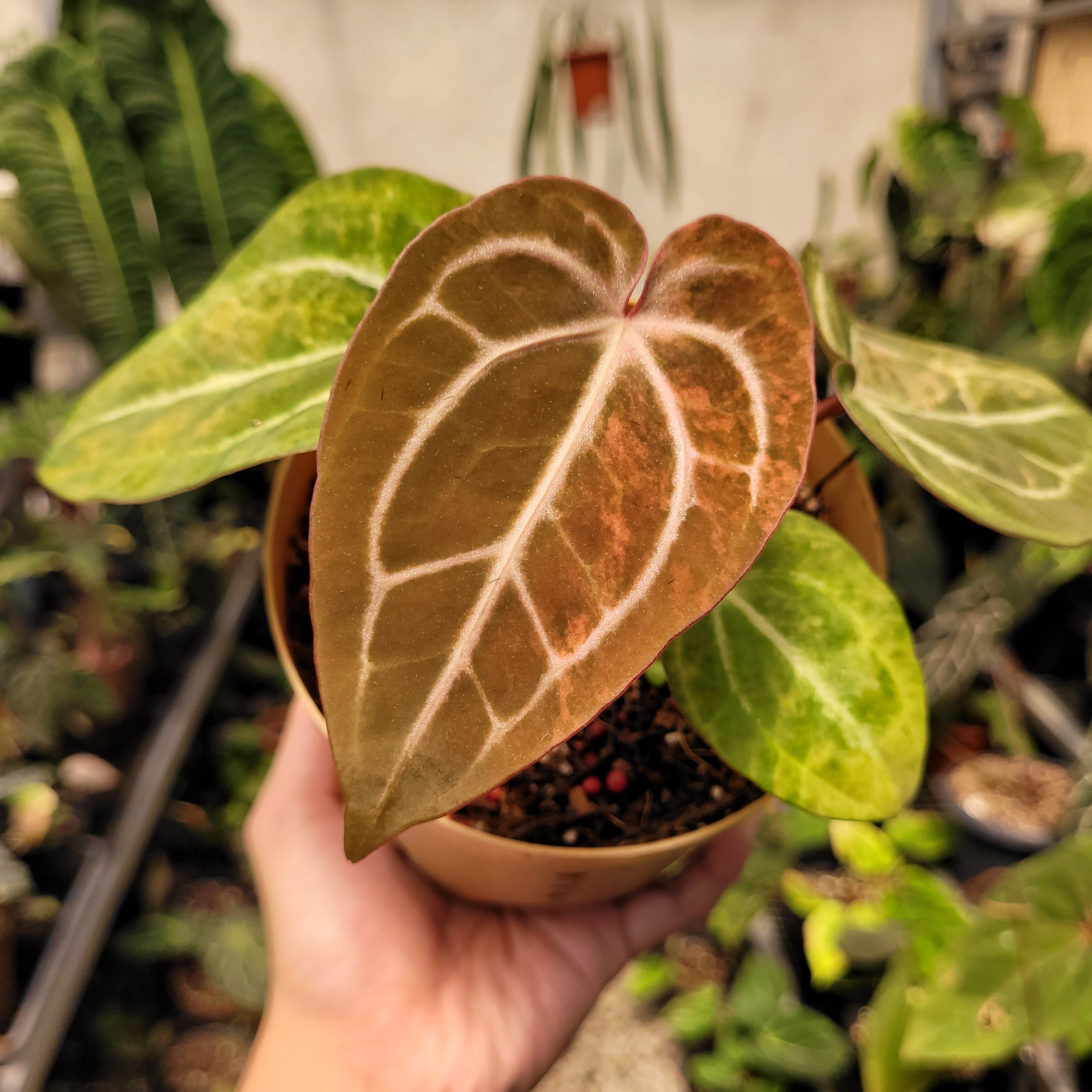 Anthurium Papilillaminum Pink x Michelle