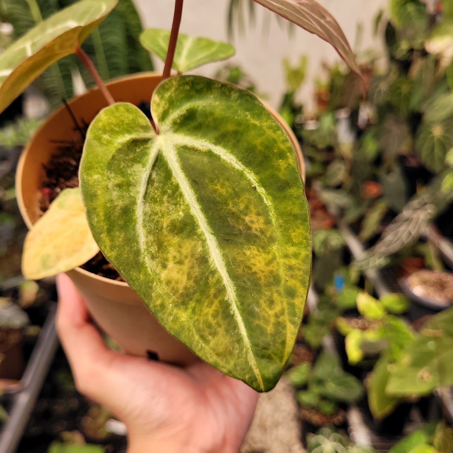 Anthurium Papilillaminum Pink x Michelle