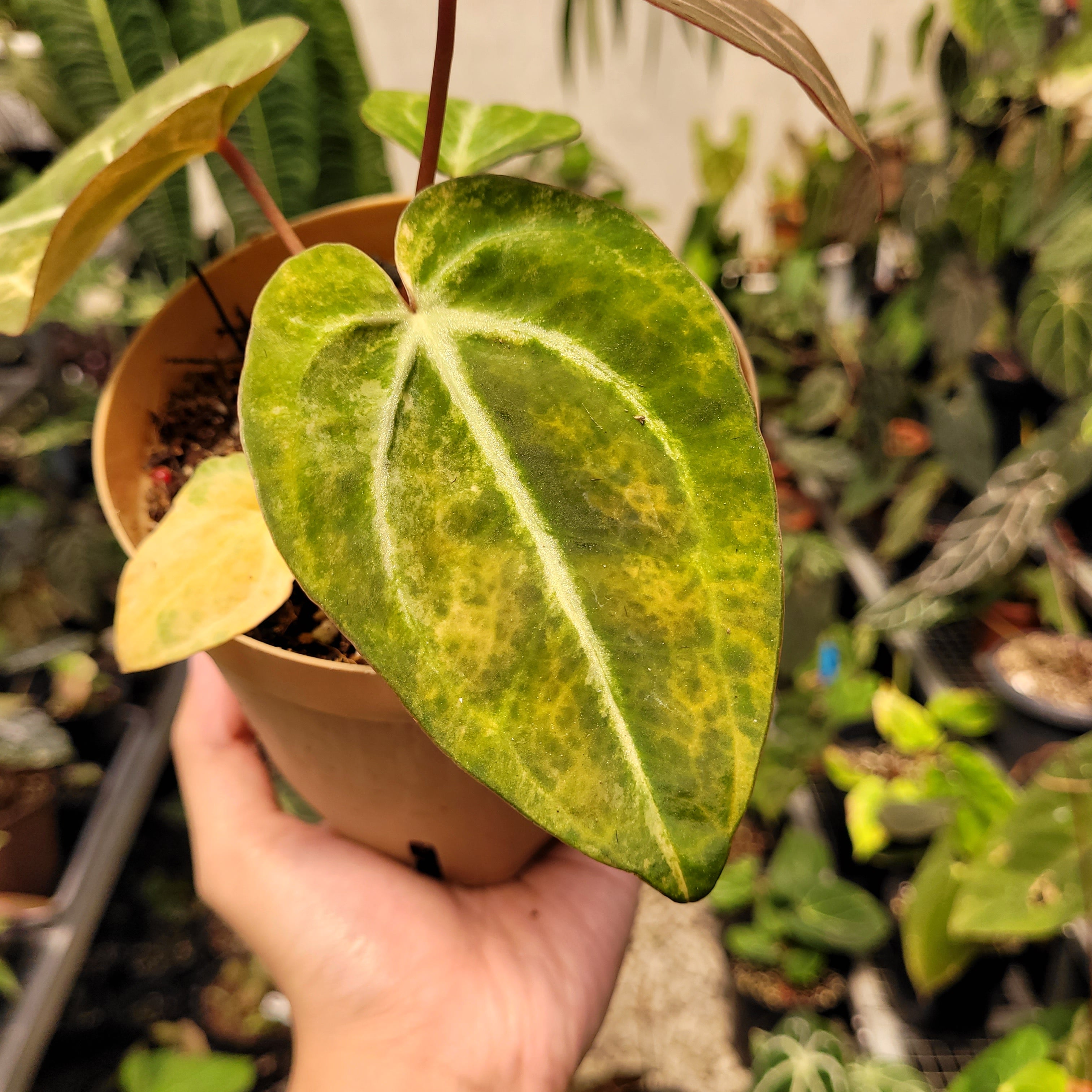 Anthurium Papilillaminum Pink x Michelle