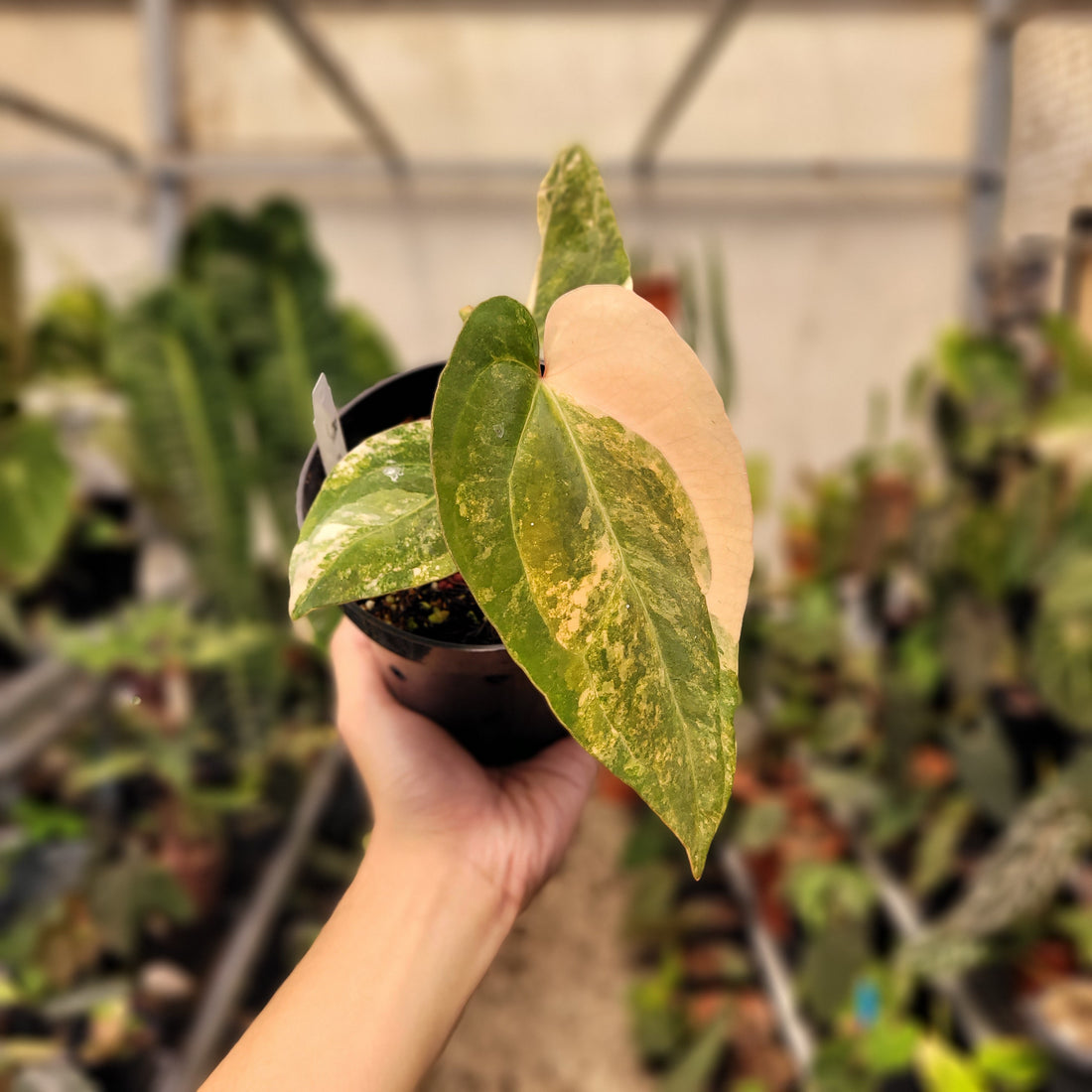 Anthurium Papilillaminum Variegated x AOS Tezula