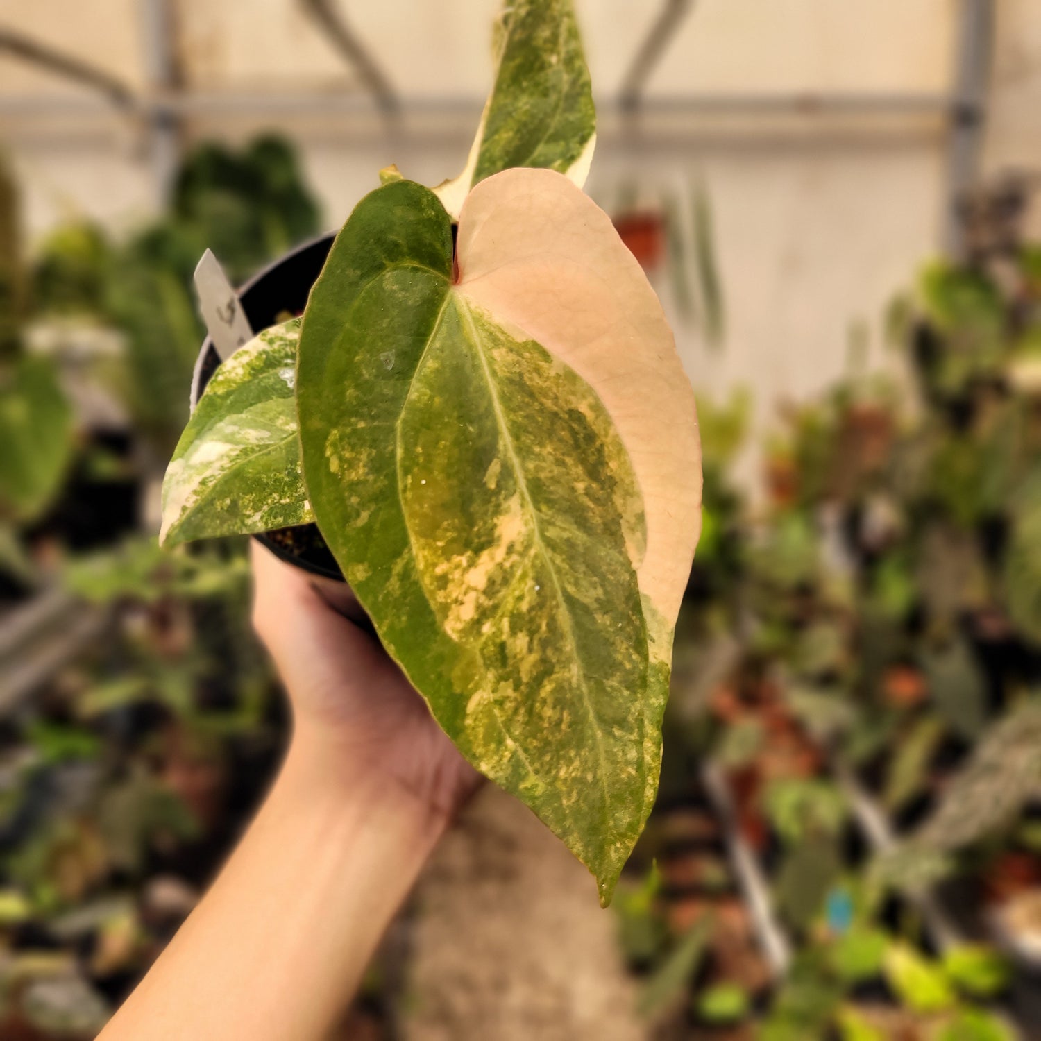 Anthurium Papilillaminum Variegated x AOS Tezula