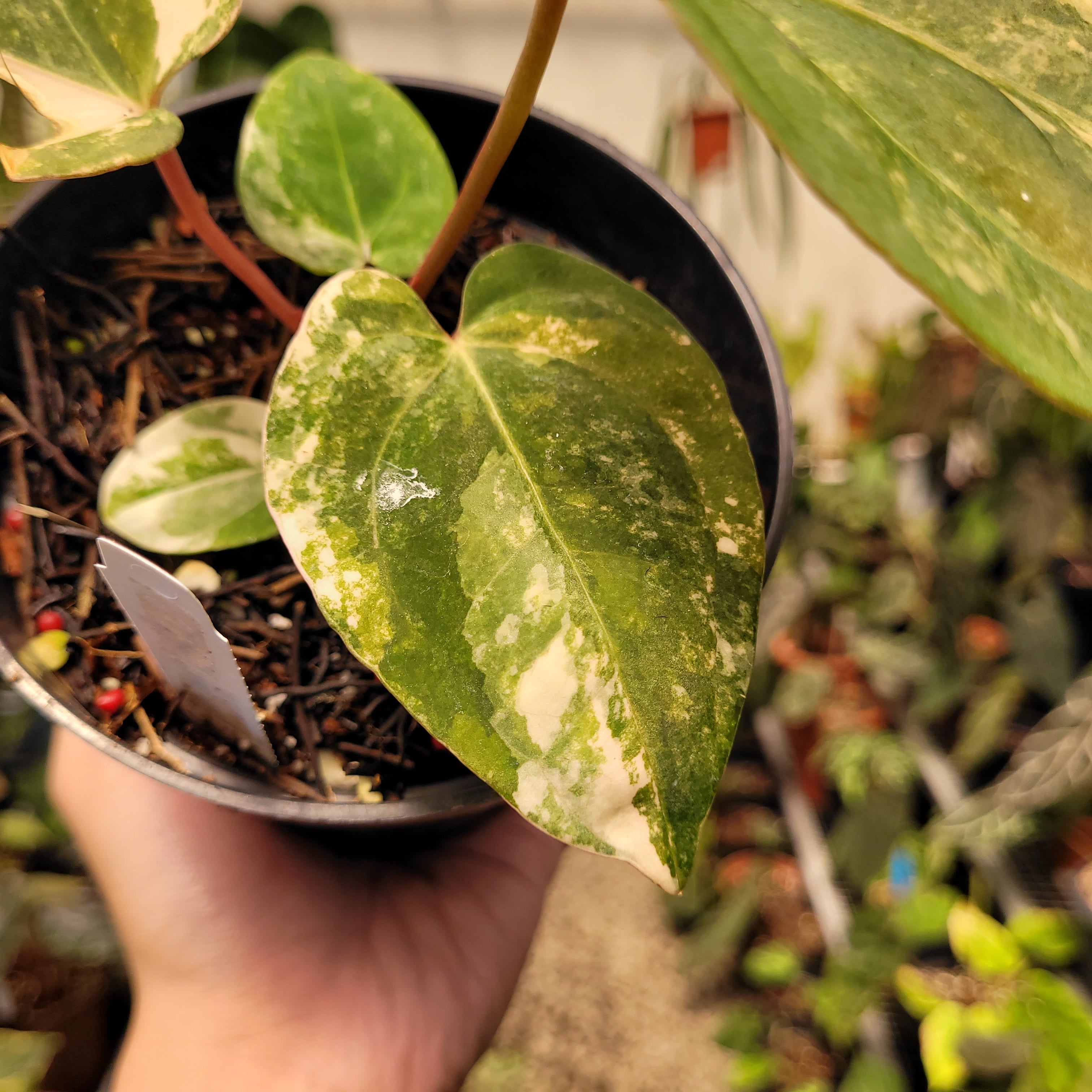 Anthurium Papilillaminum Variegated x AOS Tezula