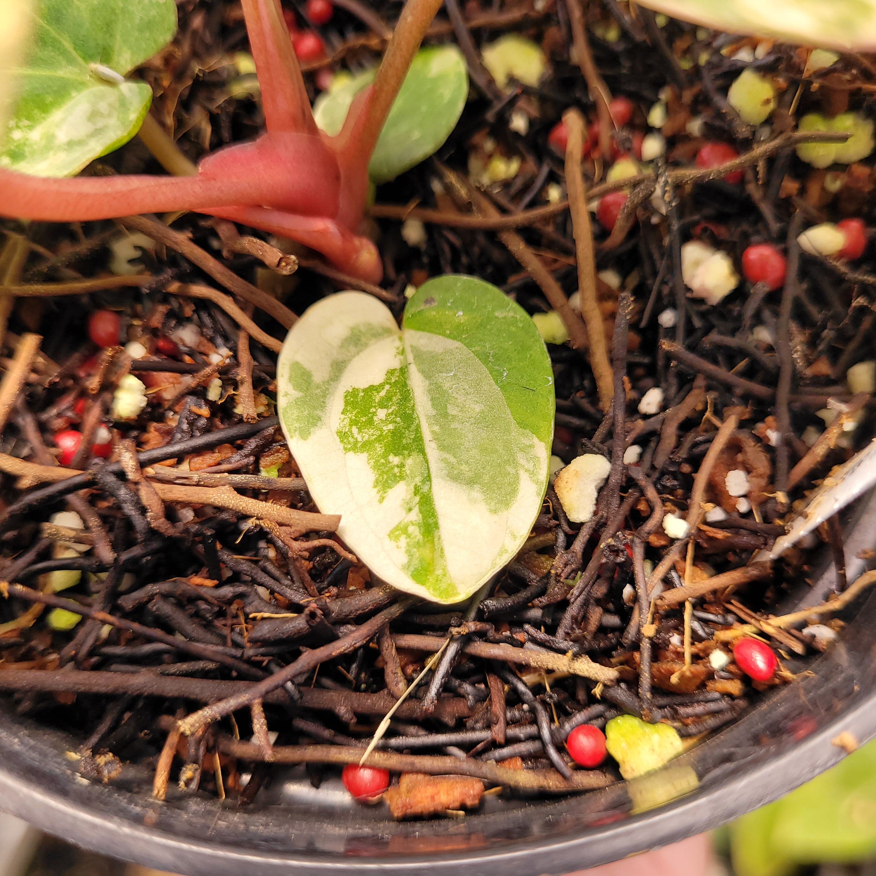 Anthurium Papilillaminum Variegated x AOS Tezula