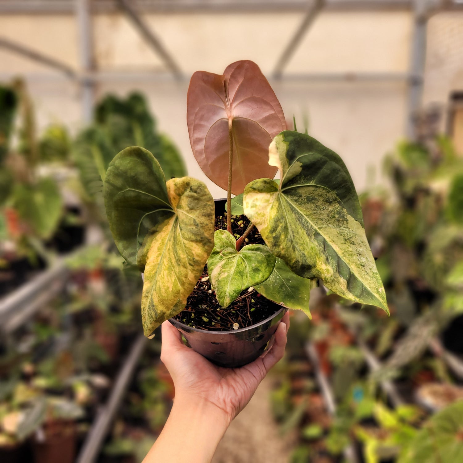 anthurium king of spades Anthurium Papilillaminum Variegated x King Of Spades
