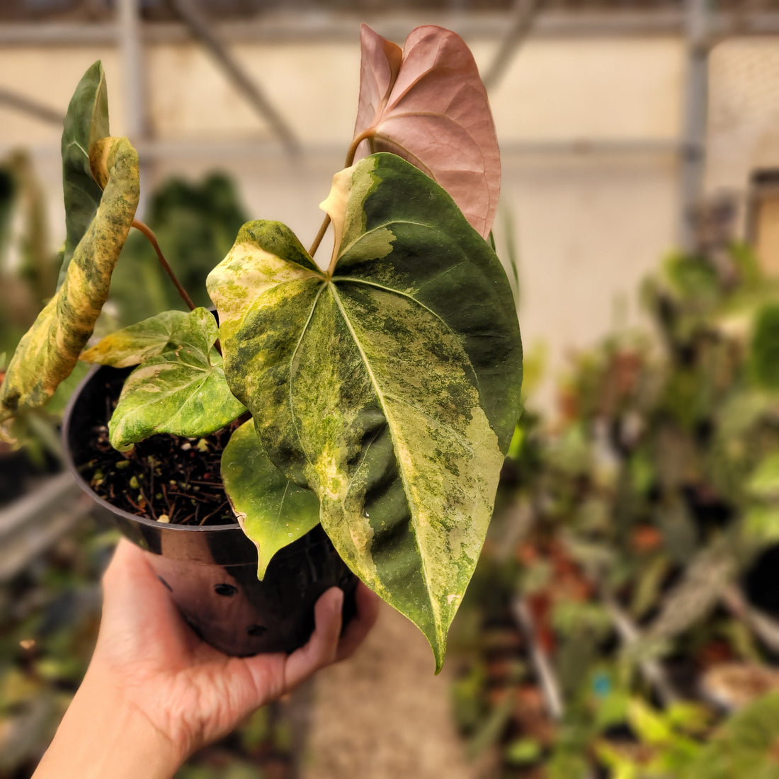 Anthurium Papilillaminum Variegated x King Of Spades