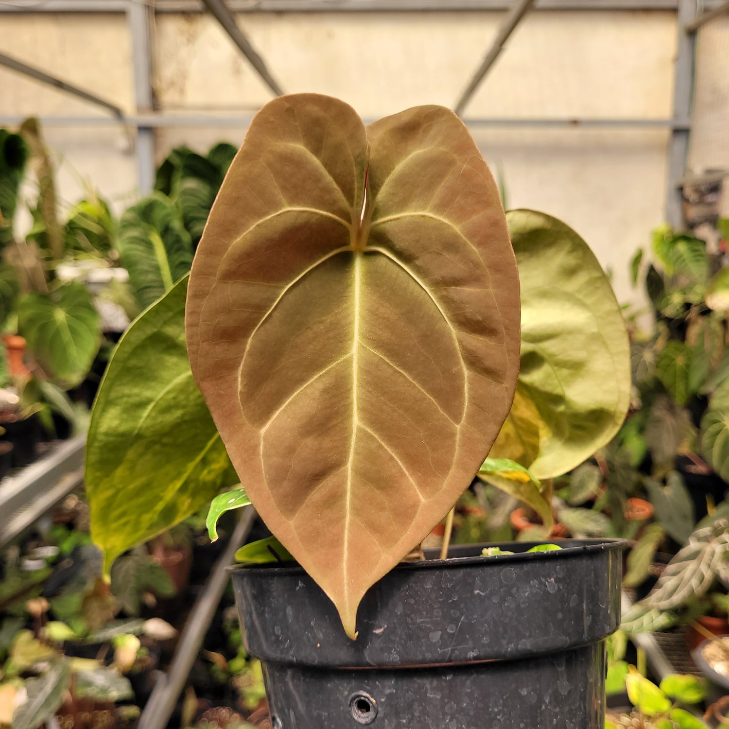 anthurium ace of spades variegated Anthurium Papilillaminum Variegated x King Of Spades