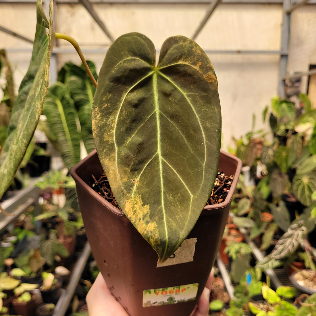 Anthurium Papilillaminum Variegated x (Papilillaminum x Red Crystallinum)