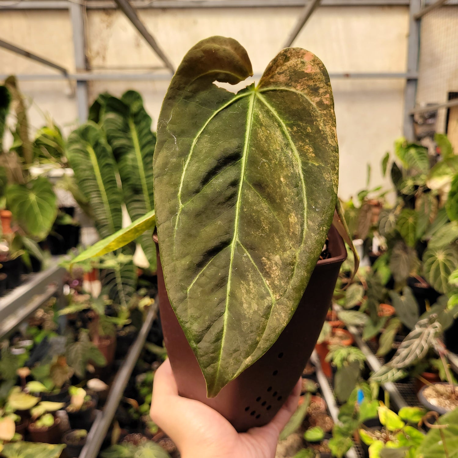 Anthurium Papilillaminum Variegated x (Papilillaminum x Red Crystallinum)