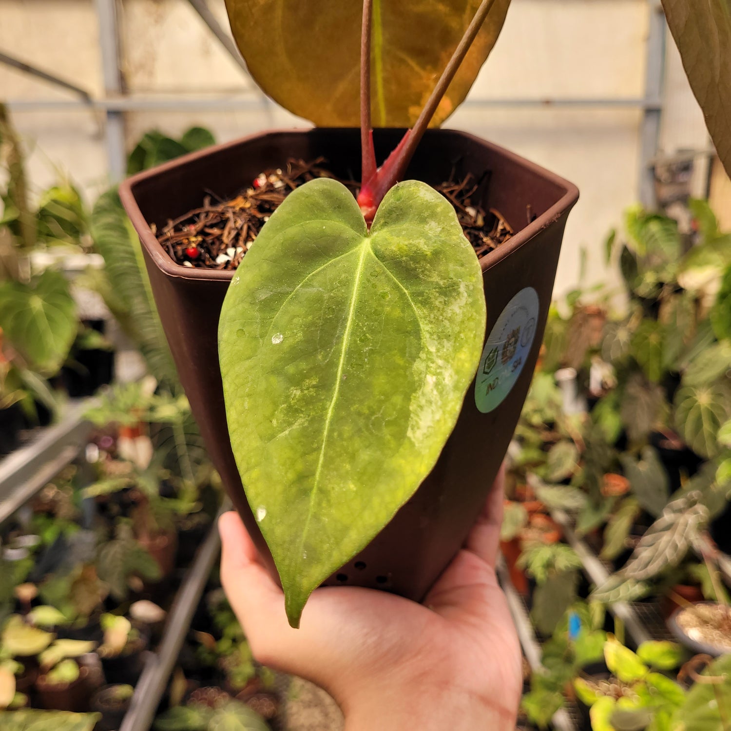 Anthurium Papilillaminum Variegated x (Papilillaminum x Red Crystallinum)