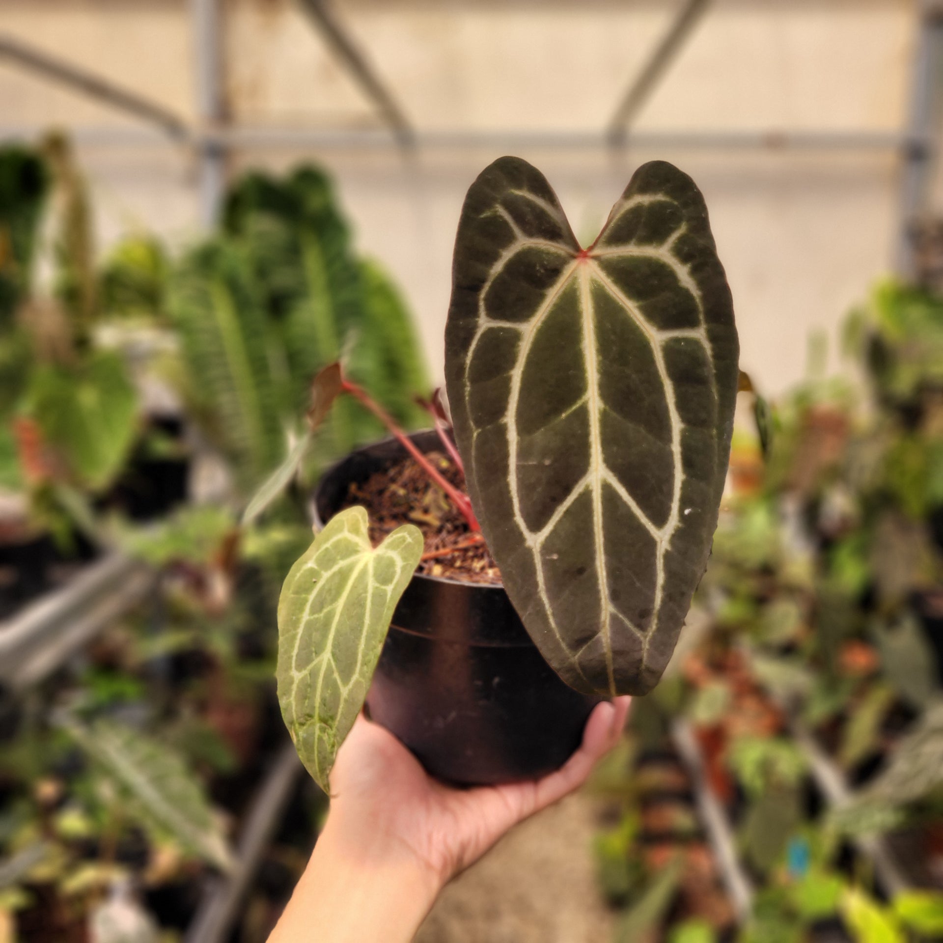 Anthurium Papilillaminum BVIT x (Zara x Michelle) – Greenspaces.id
