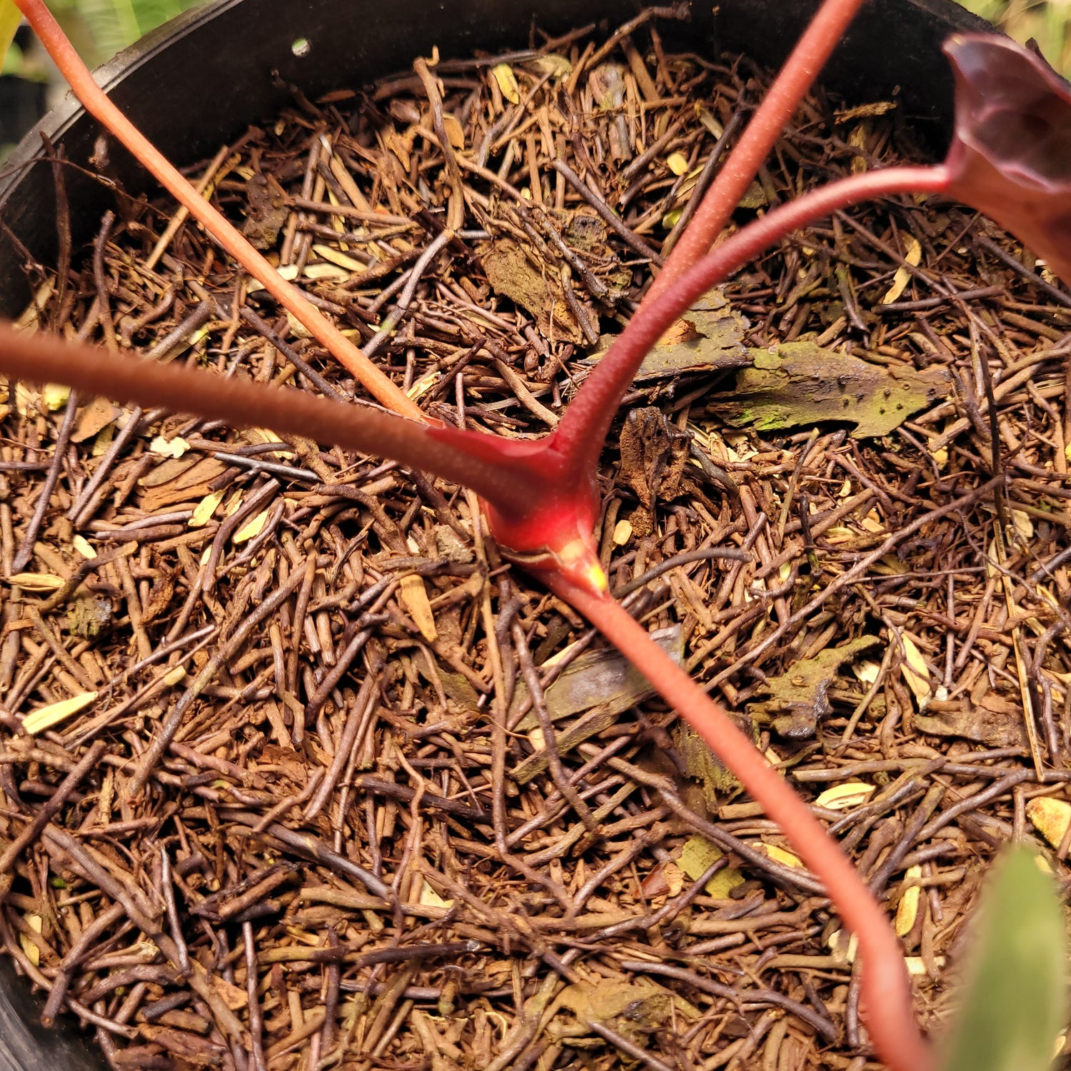 Anthurium Papilillaminum BVIT x (Zara x Michelle)