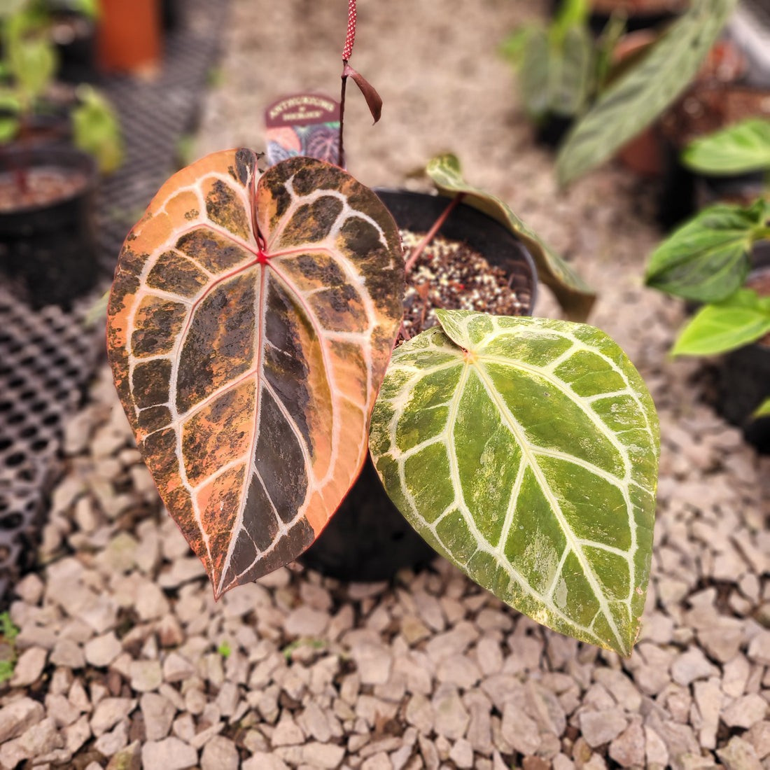 Anthurium Michelle Pink Variegated