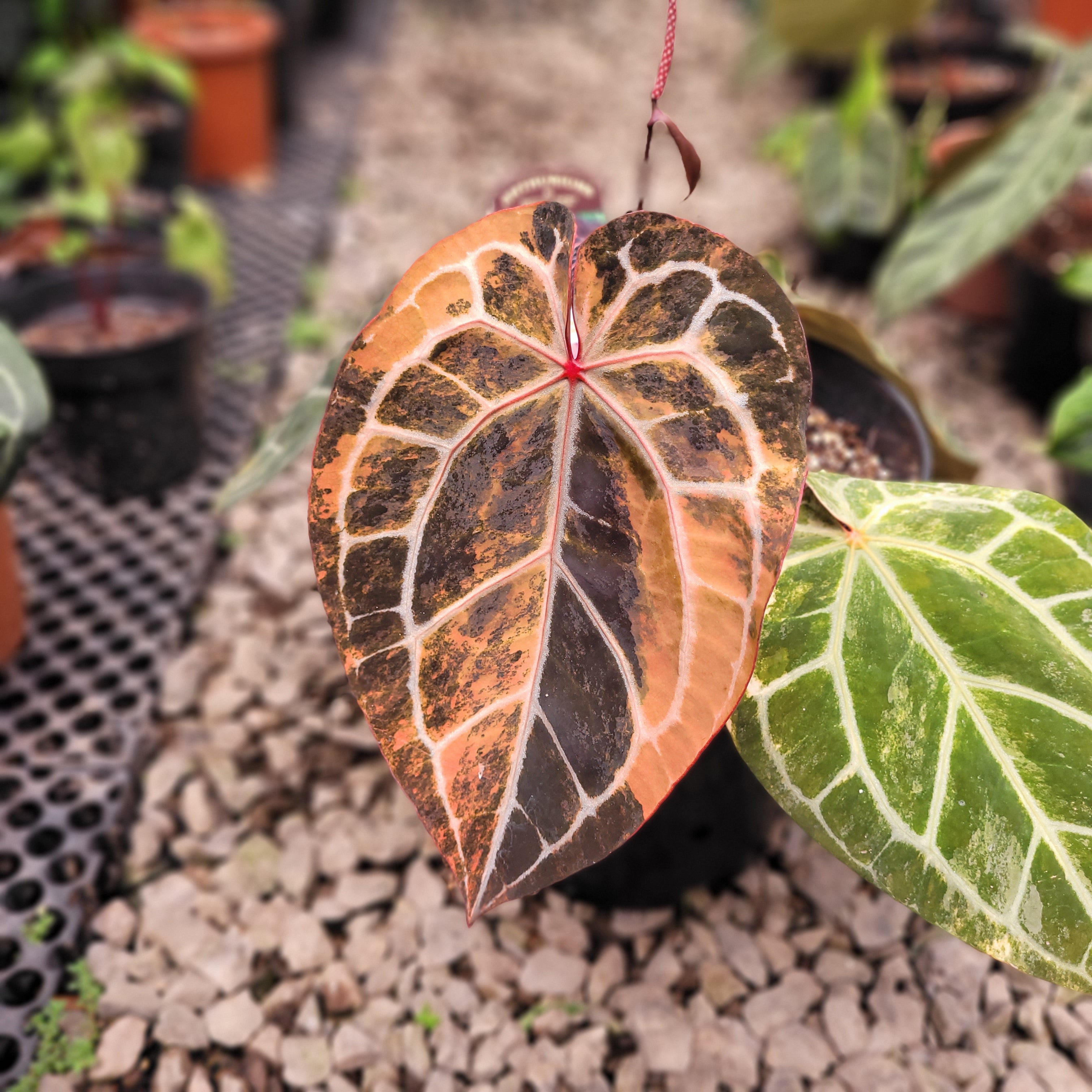 Anthurium Michelle Pink Variegated