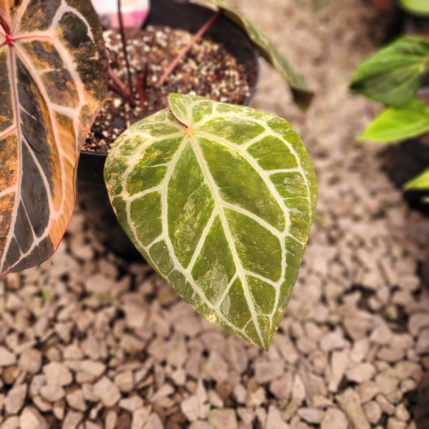 Anthurium Michelle Pink Variegated