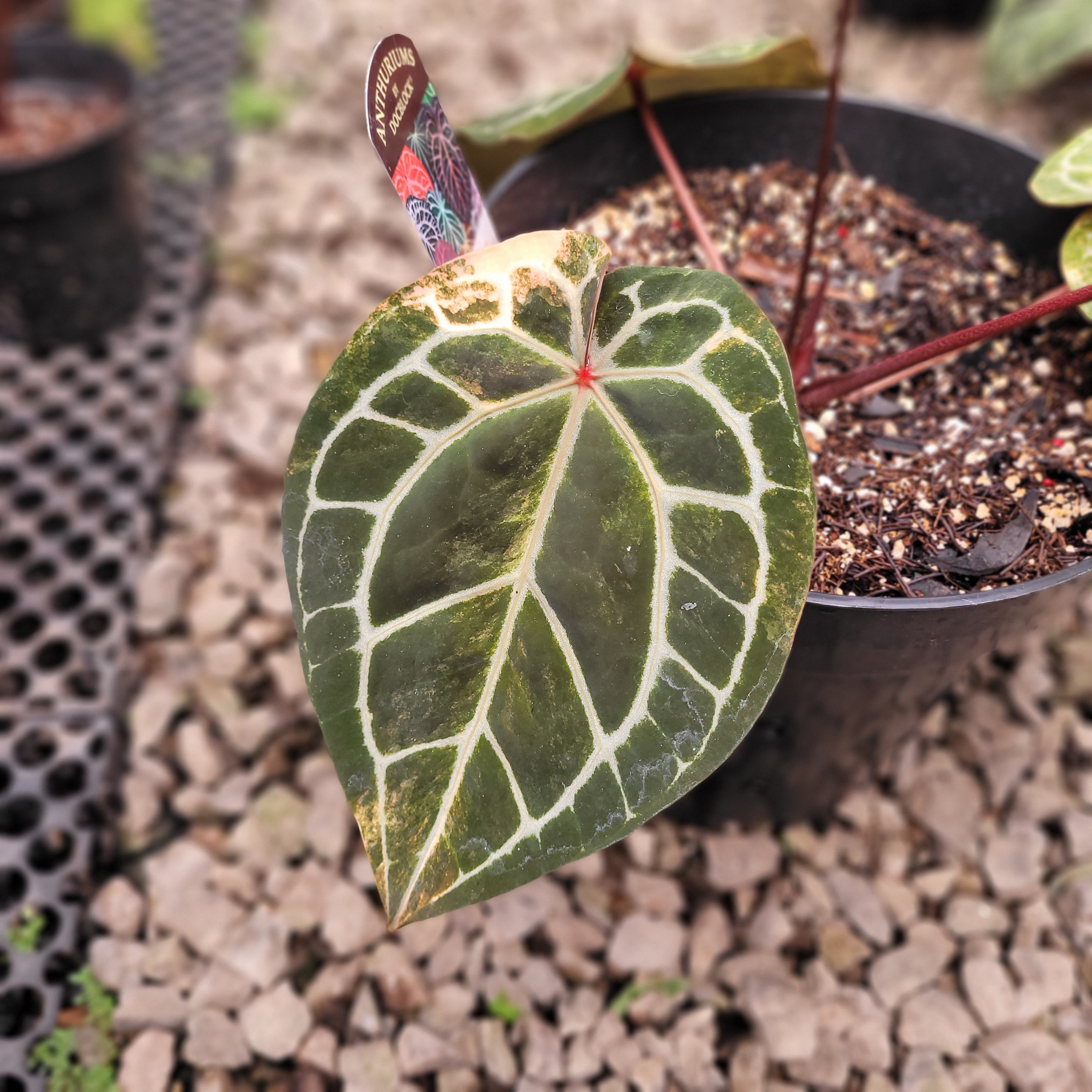 Anthurium Michelle Pink Variegated