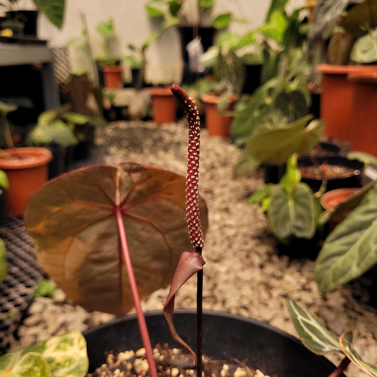 Anthurium Michelle Pink Variegated