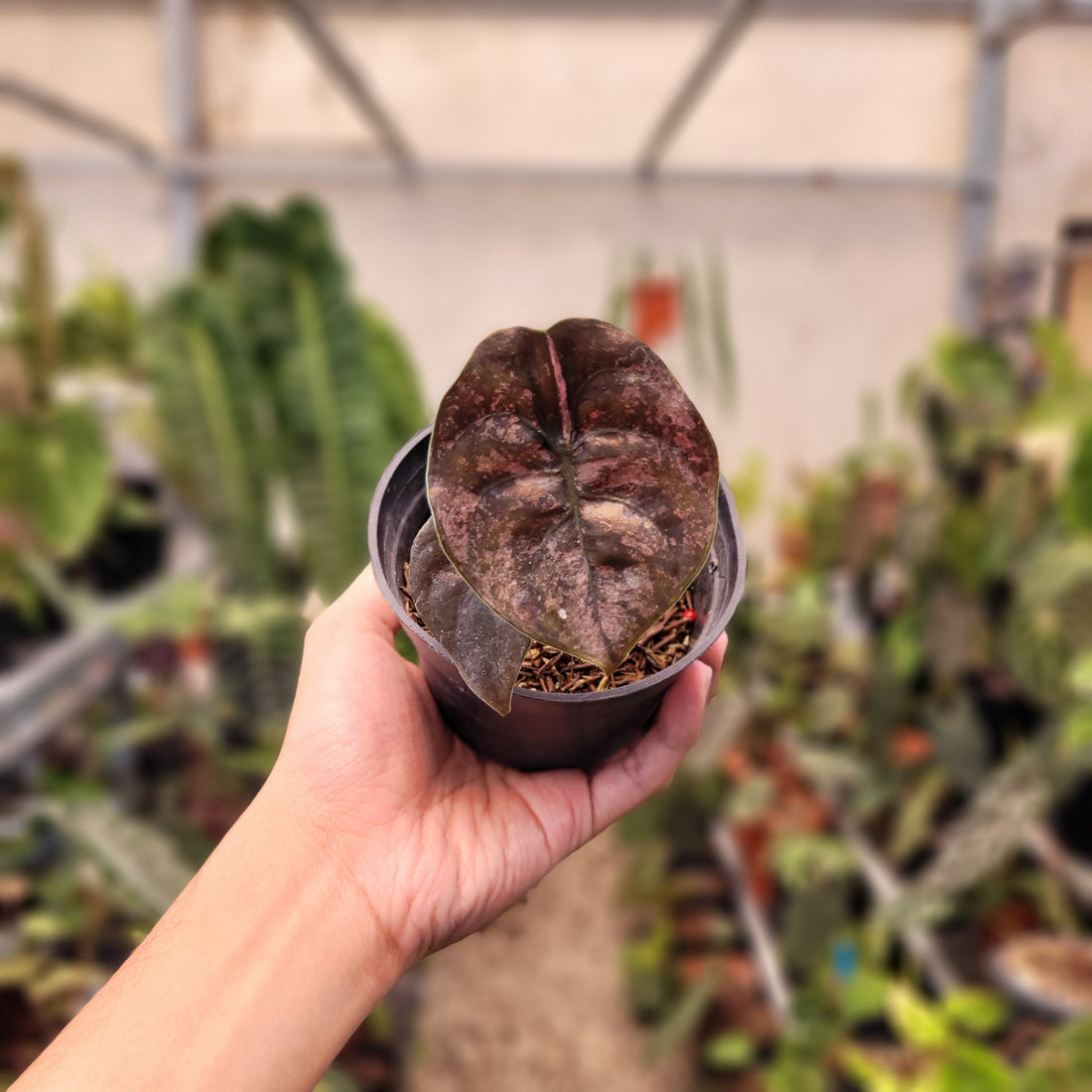 🎁 Alocasia Cuprea Pink Mint Variegated (100% off)