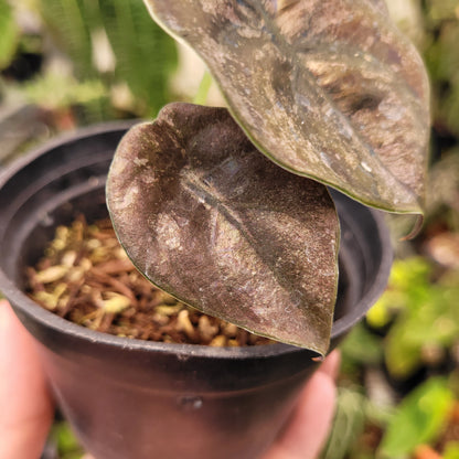 Alocasia Cuprea Pink Mint Variegated