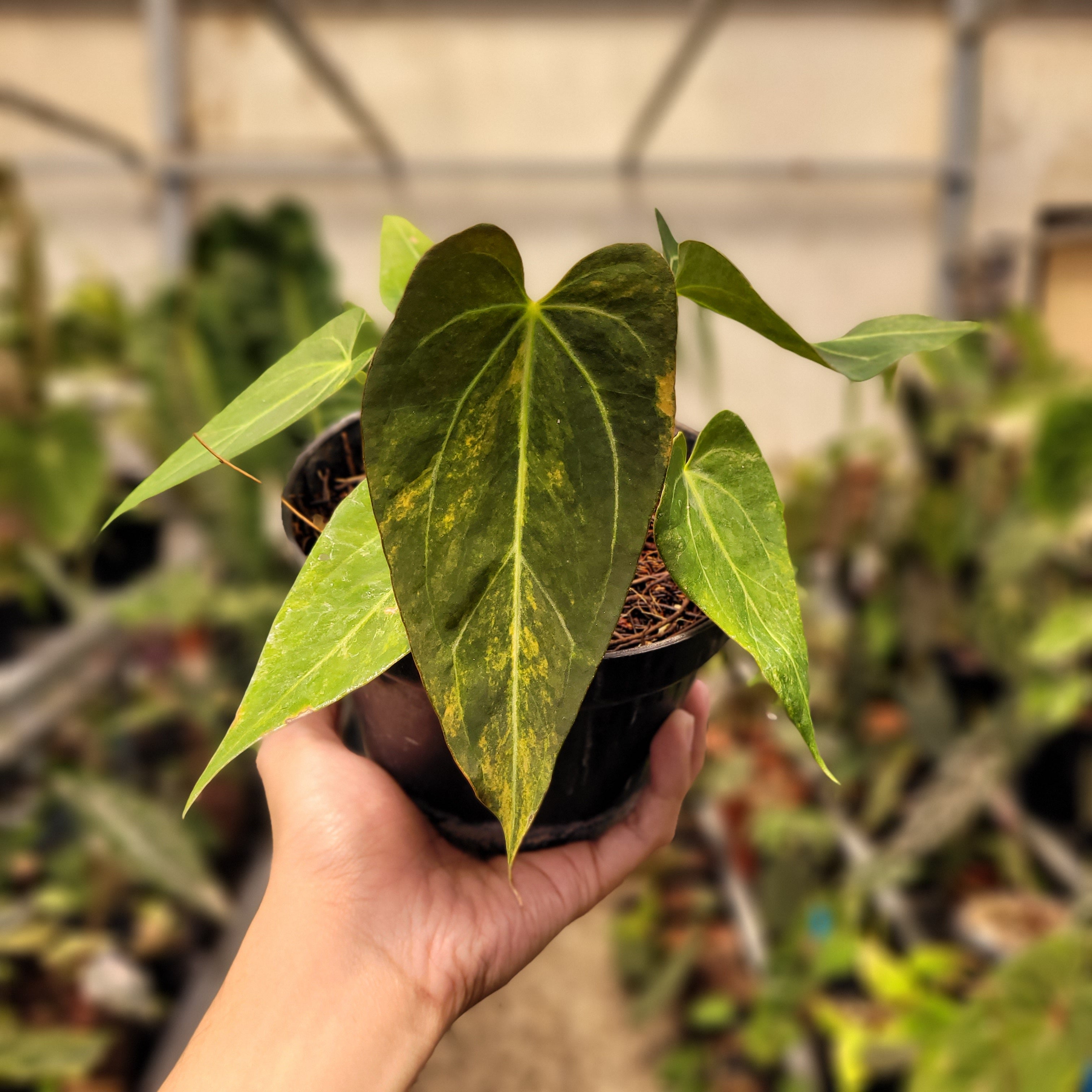 Anthurium Papilillaminum Pink x King Of Spades