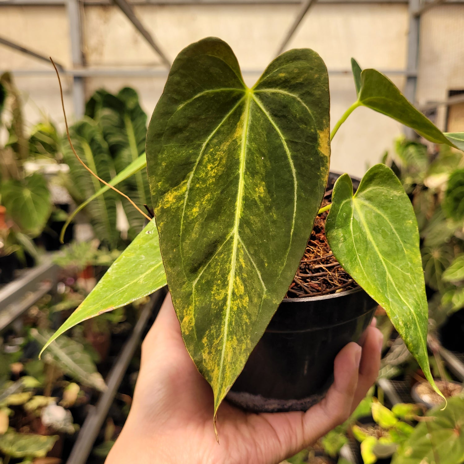 Anthurium Papilillaminum Pink x King Of Spades