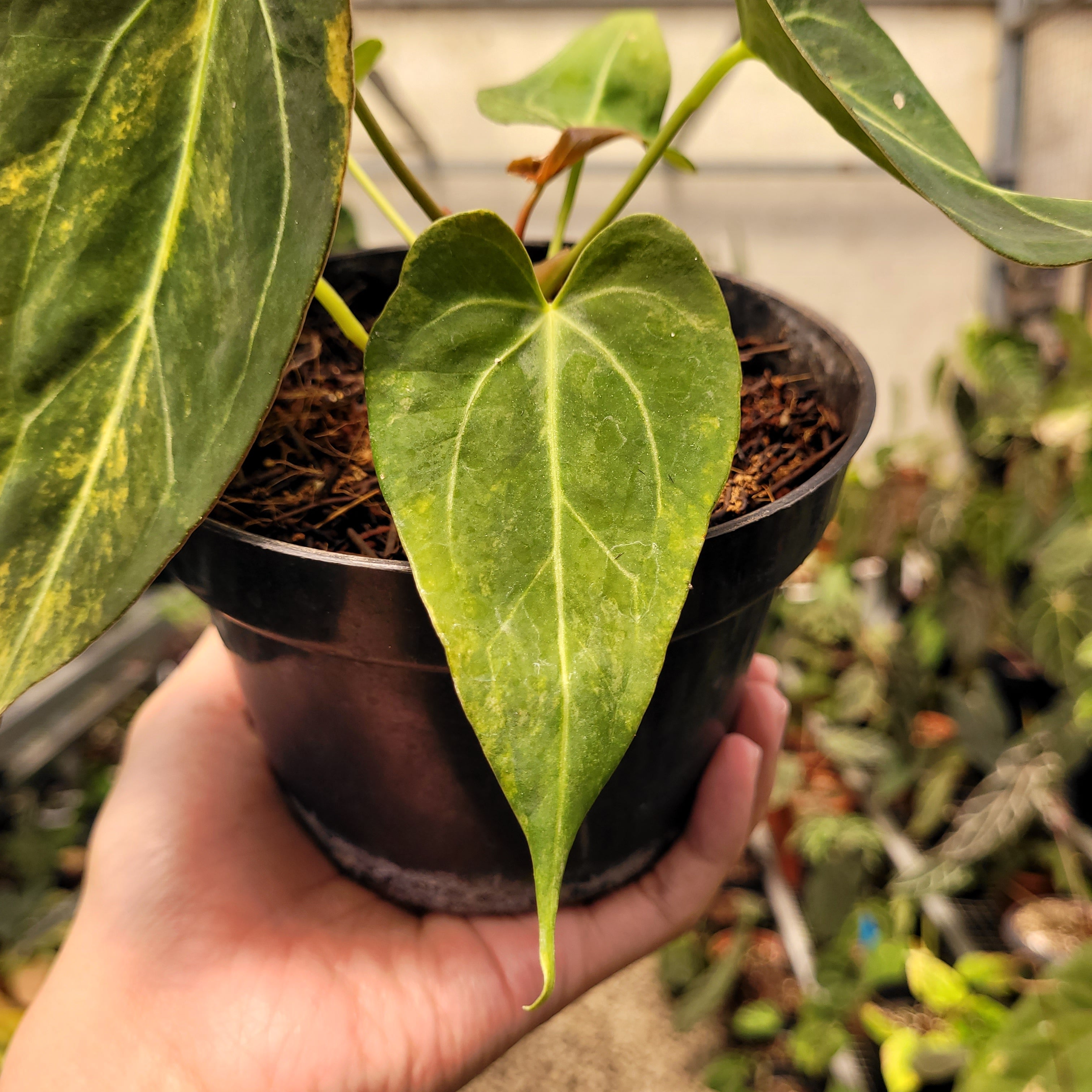 Anthurium Papilillaminum Pink x King Of Spades