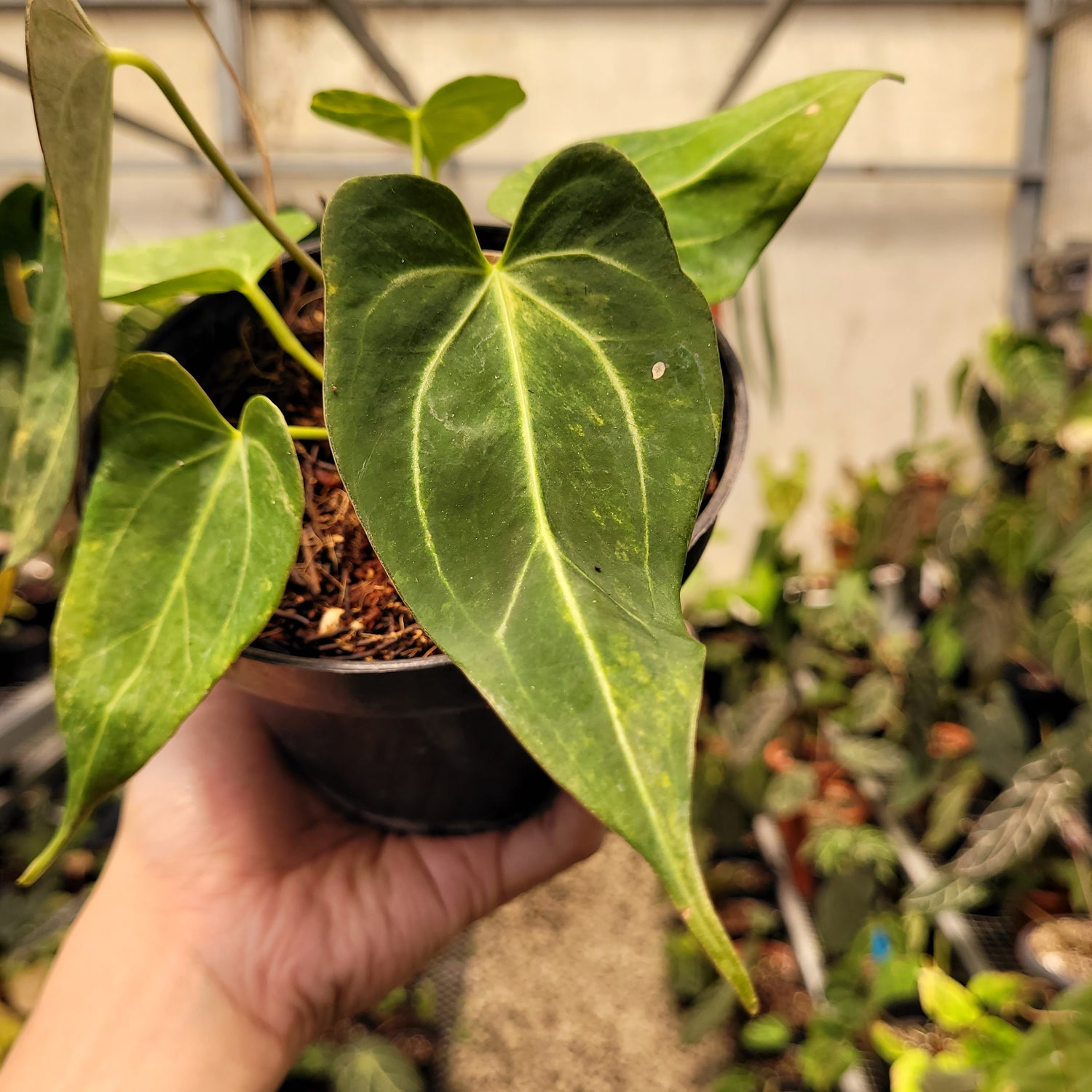 Anthurium Papilillaminum Pink x King Of Spades