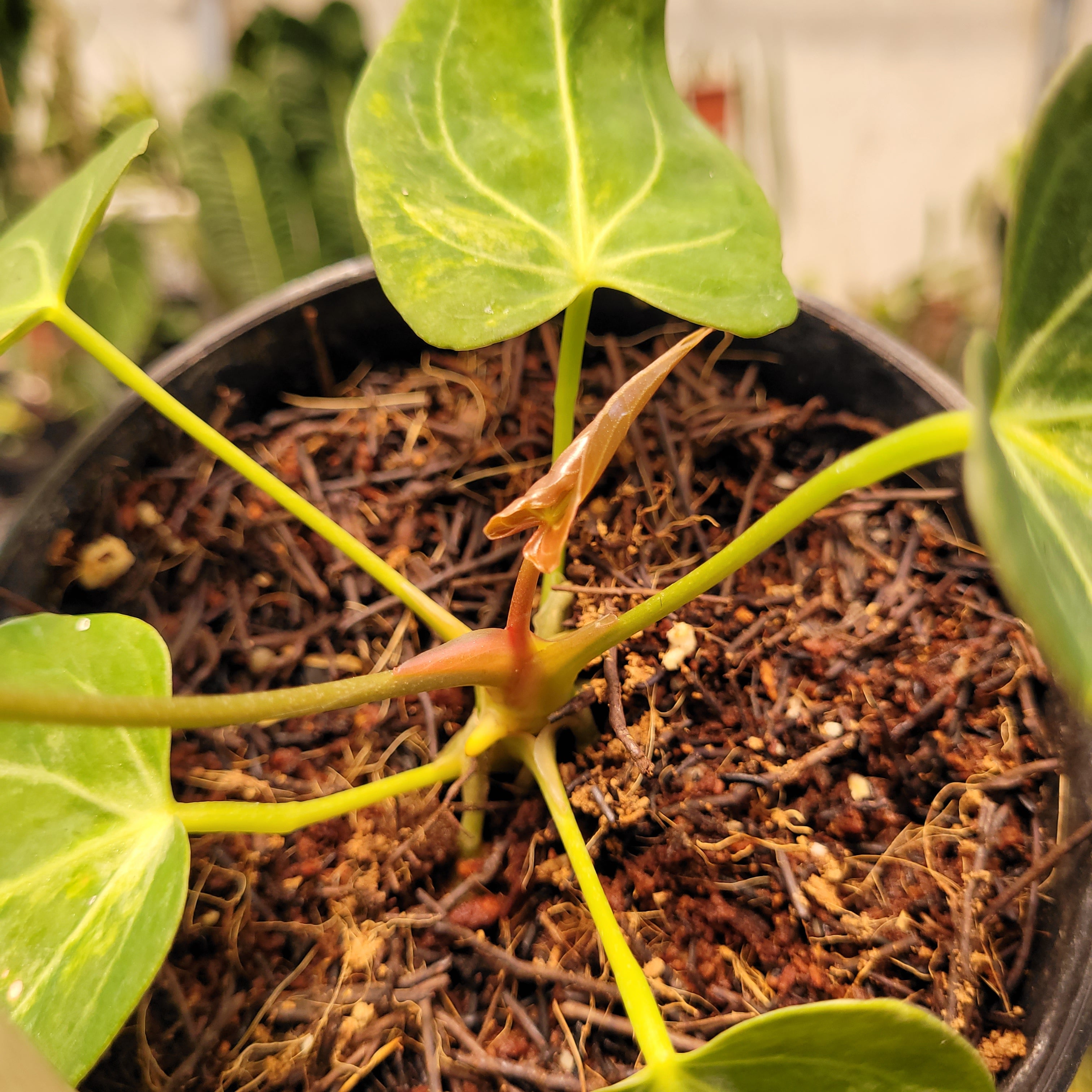 Anthurium Papilillaminum Pink x King Of Spades