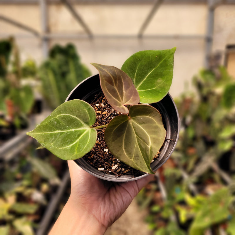 π Anthurium King of Spades Small Size (100% off)